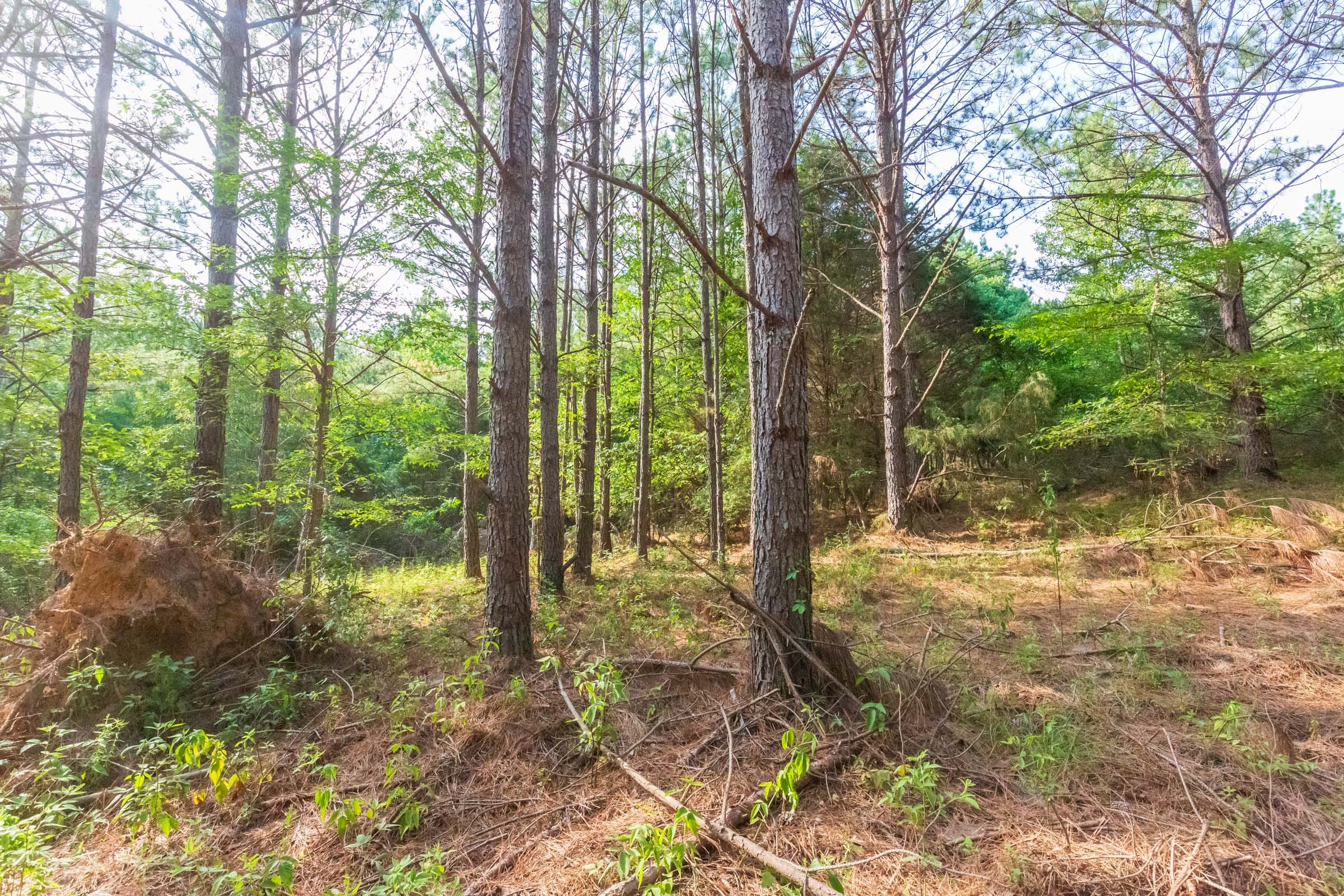 Whiskey Ridge Tract 70 photo 10