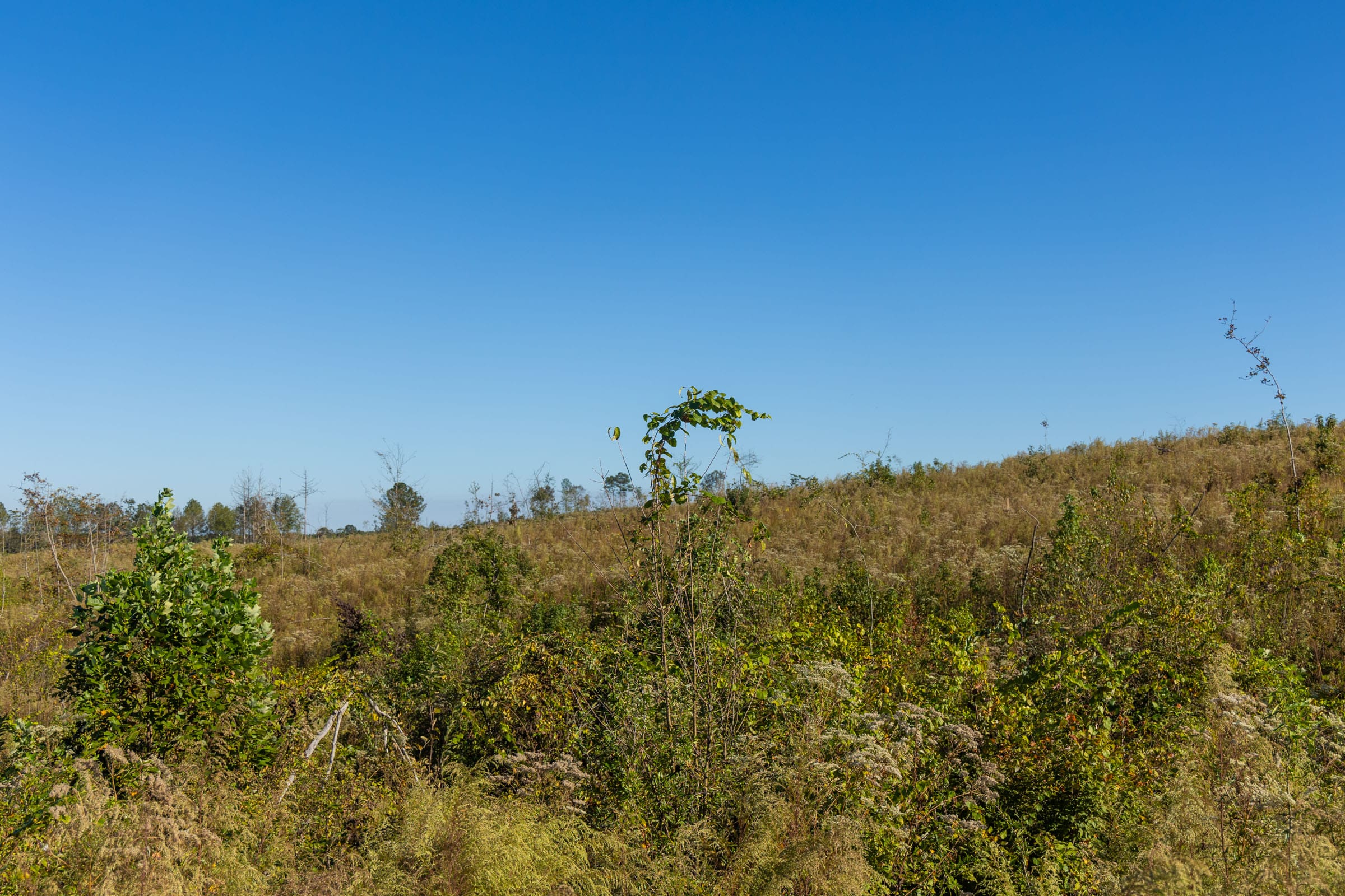 Meyer’s Ridge Tract 11 photo 4