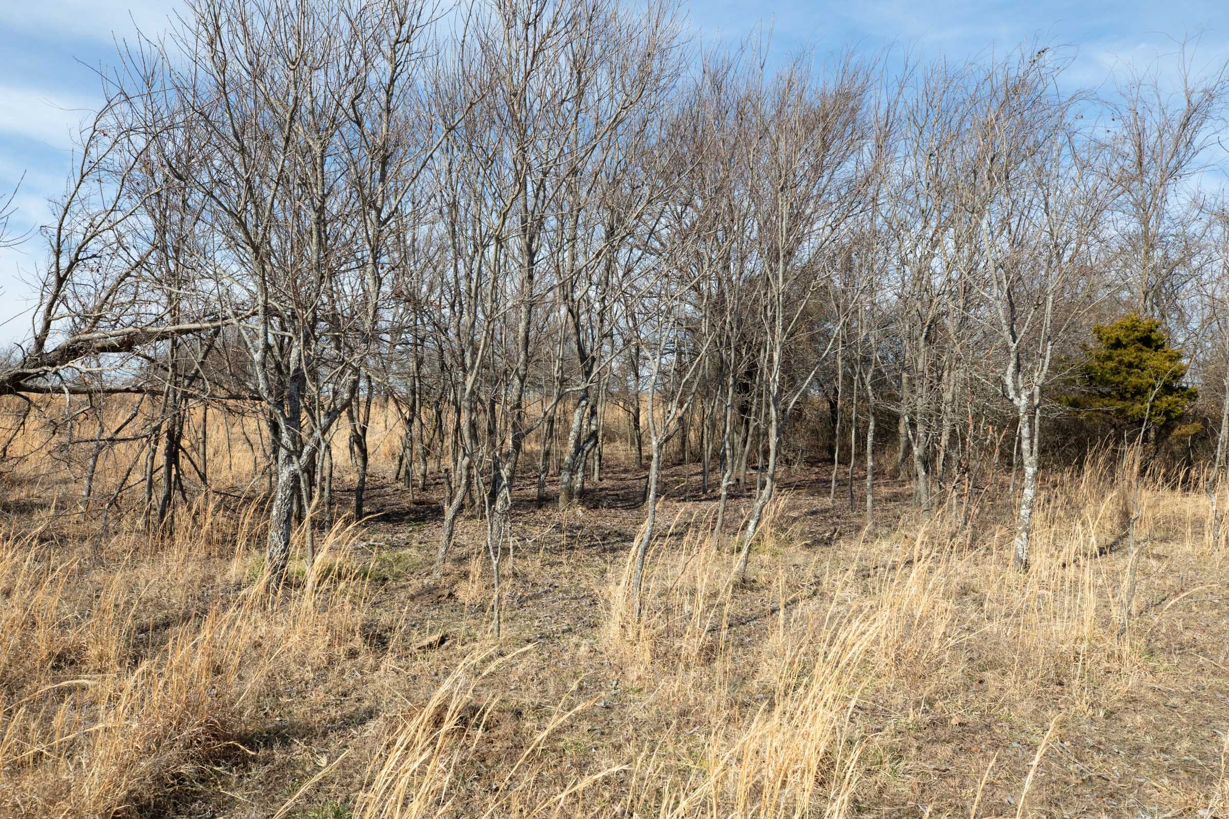 Painted Horse Tract 28 photo 4
