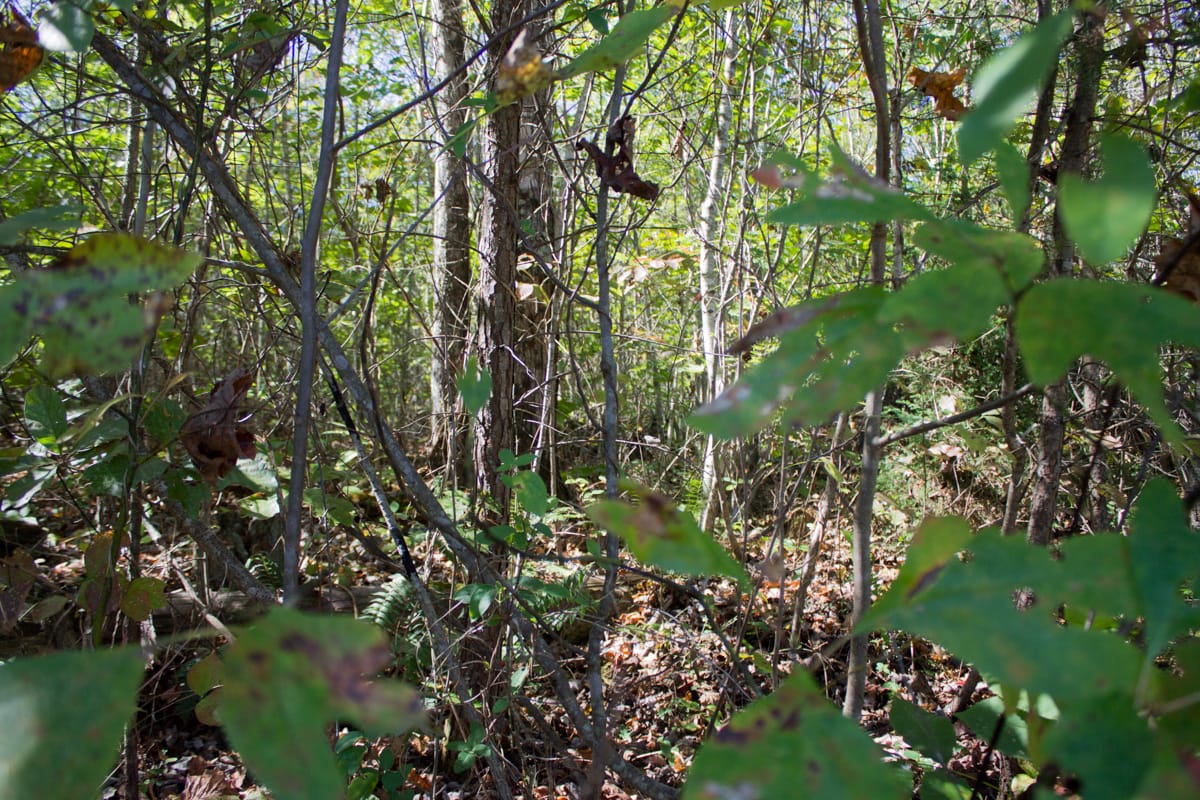 Upper Line Creek Tract 6 photo 3