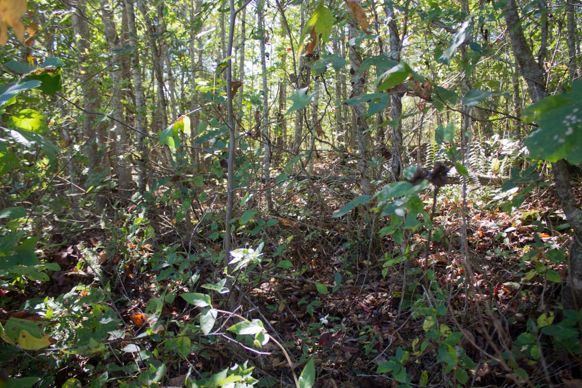 Upper Line Creek Tract 6 photo 4