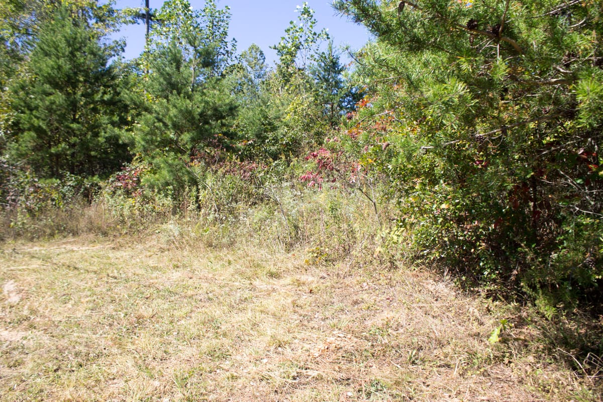 Upper Line Creek Tract 6 photo 6