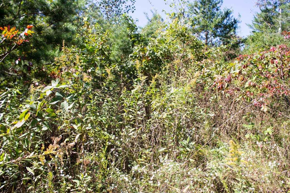 Upper Line Creek Tract 6 photo 9
