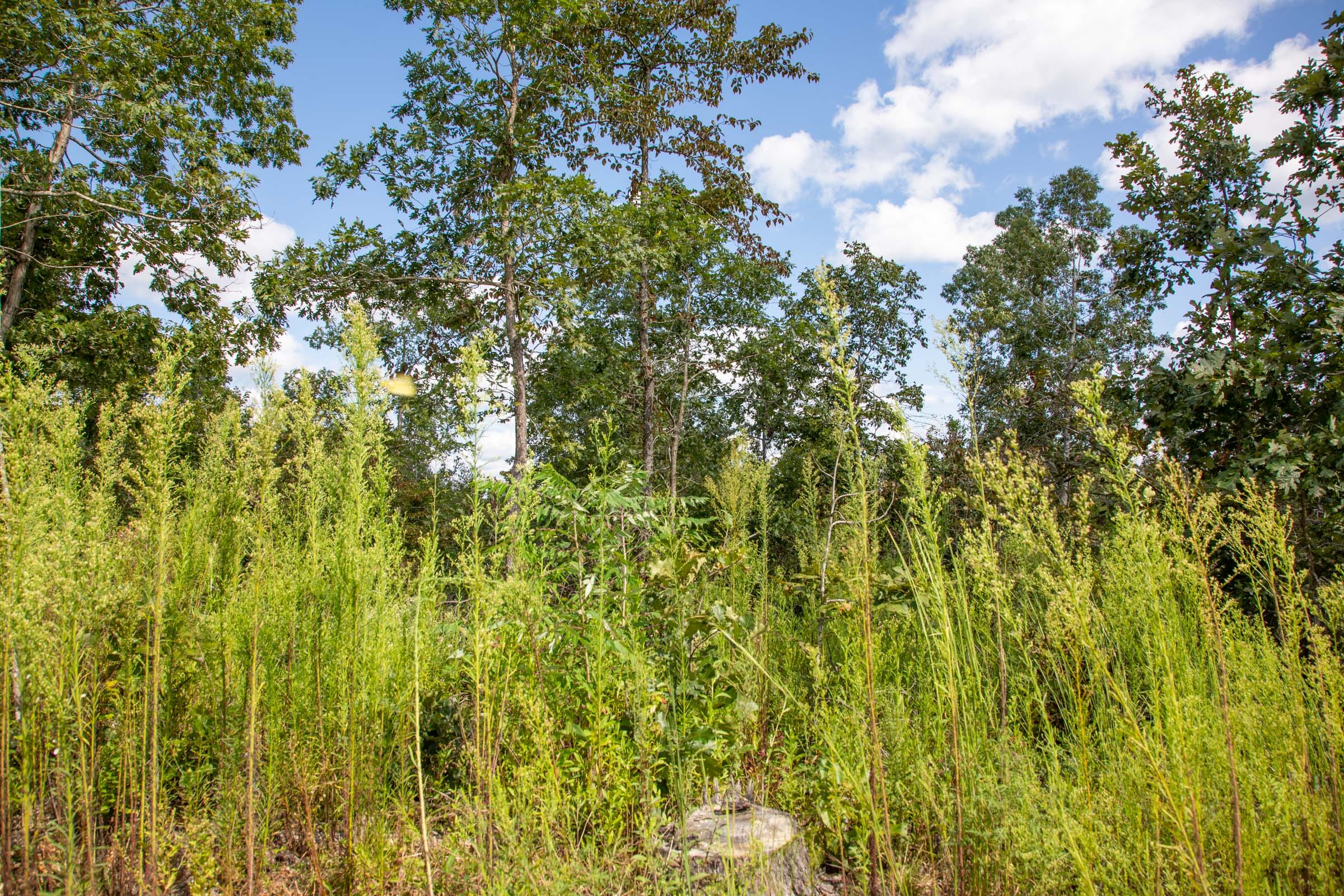 Borgmann’s Hollow Phase II Tract 60 photo 3