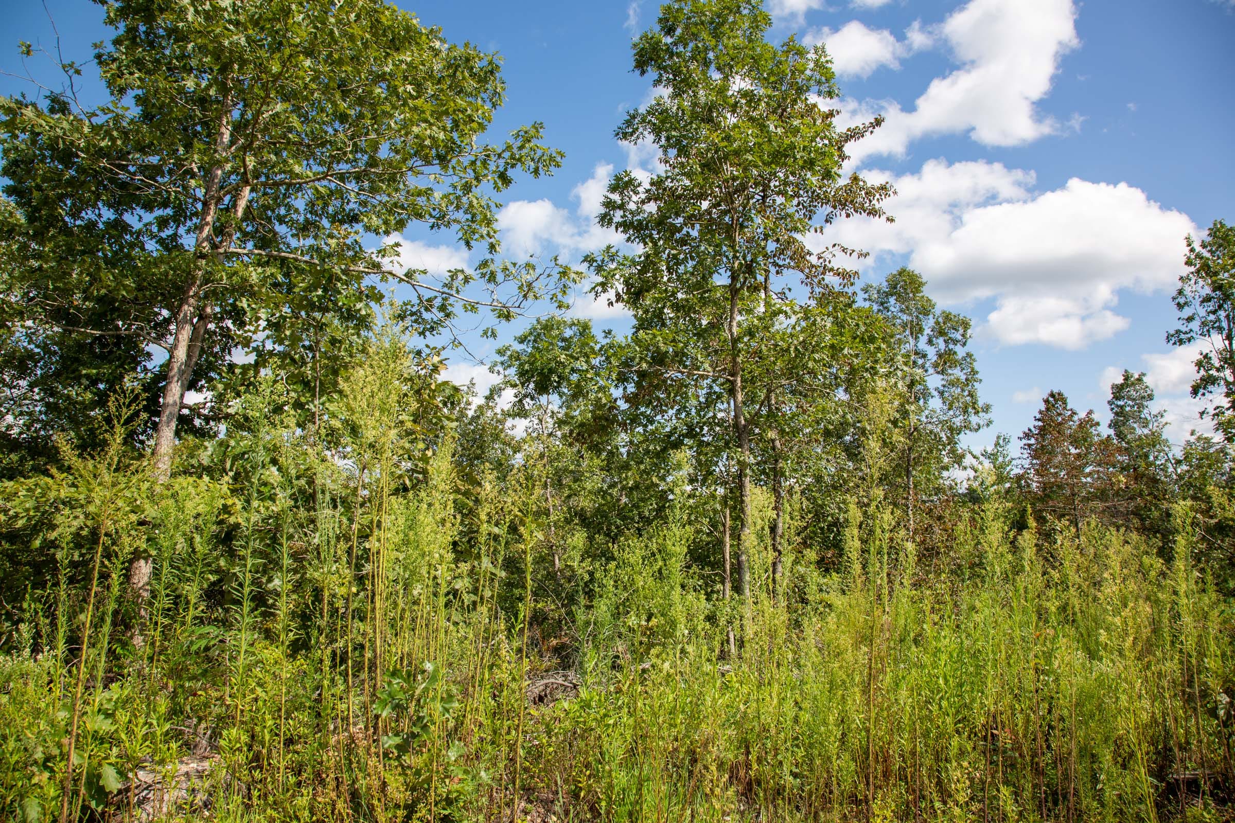 Borgmann’s Hollow Phase II Tract 60 photo 4