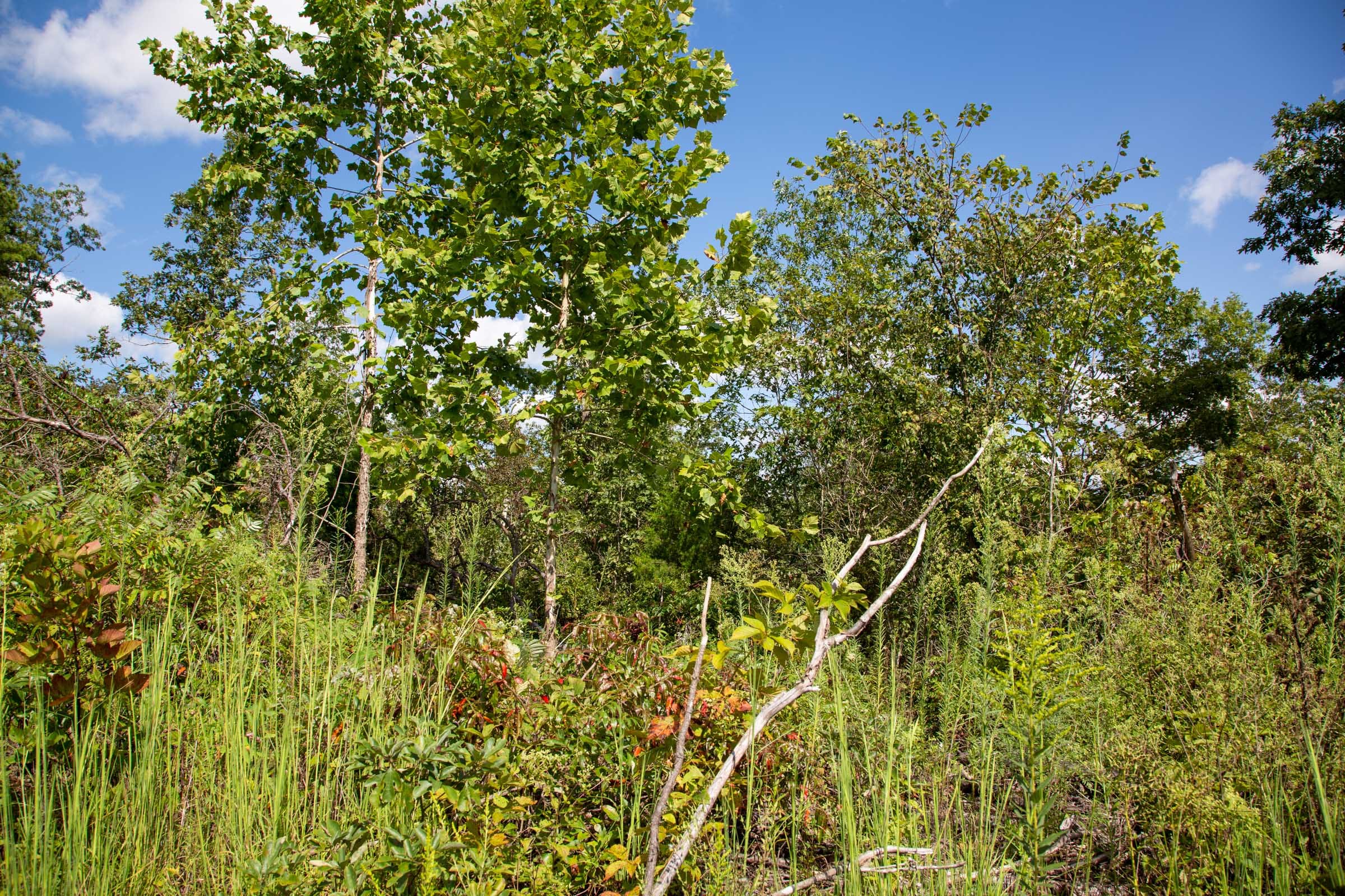 Borgmann’s Hollow Phase II Tract 60 photo 7