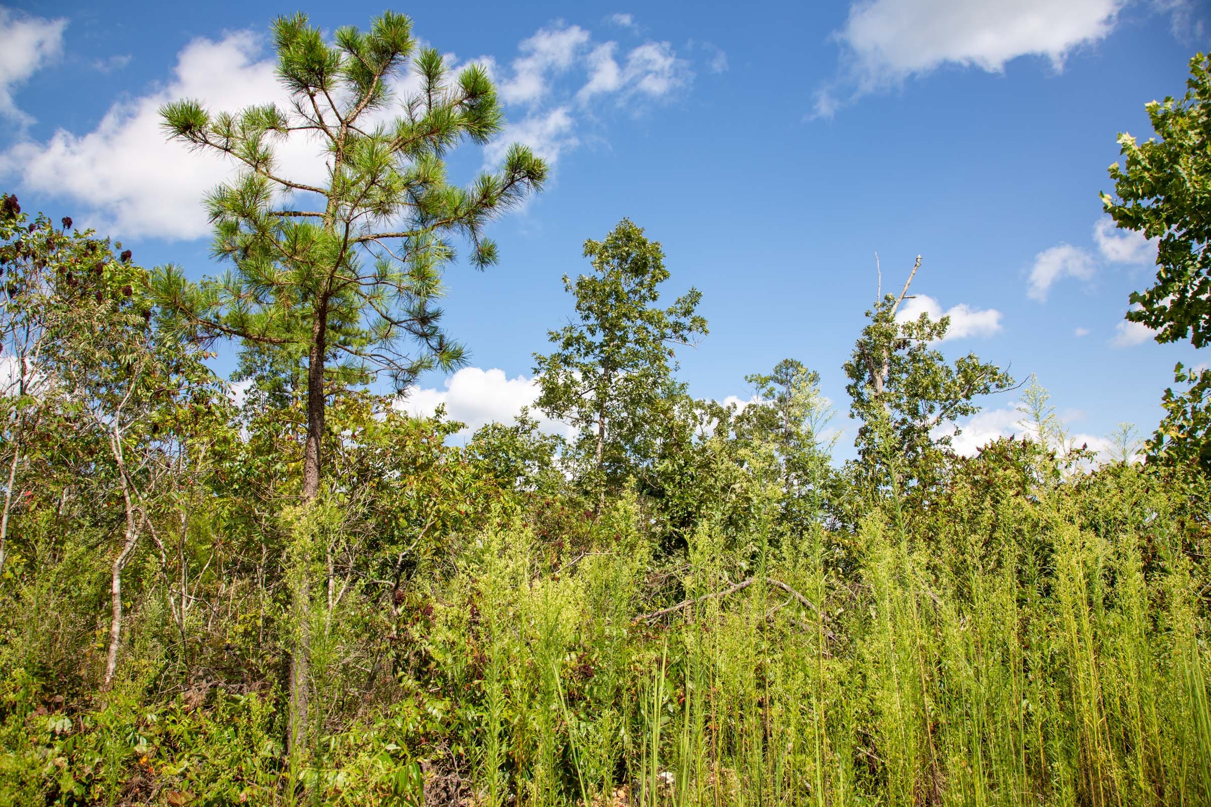 Borgmann’s Hollow Phase II Tract 60 photo 8