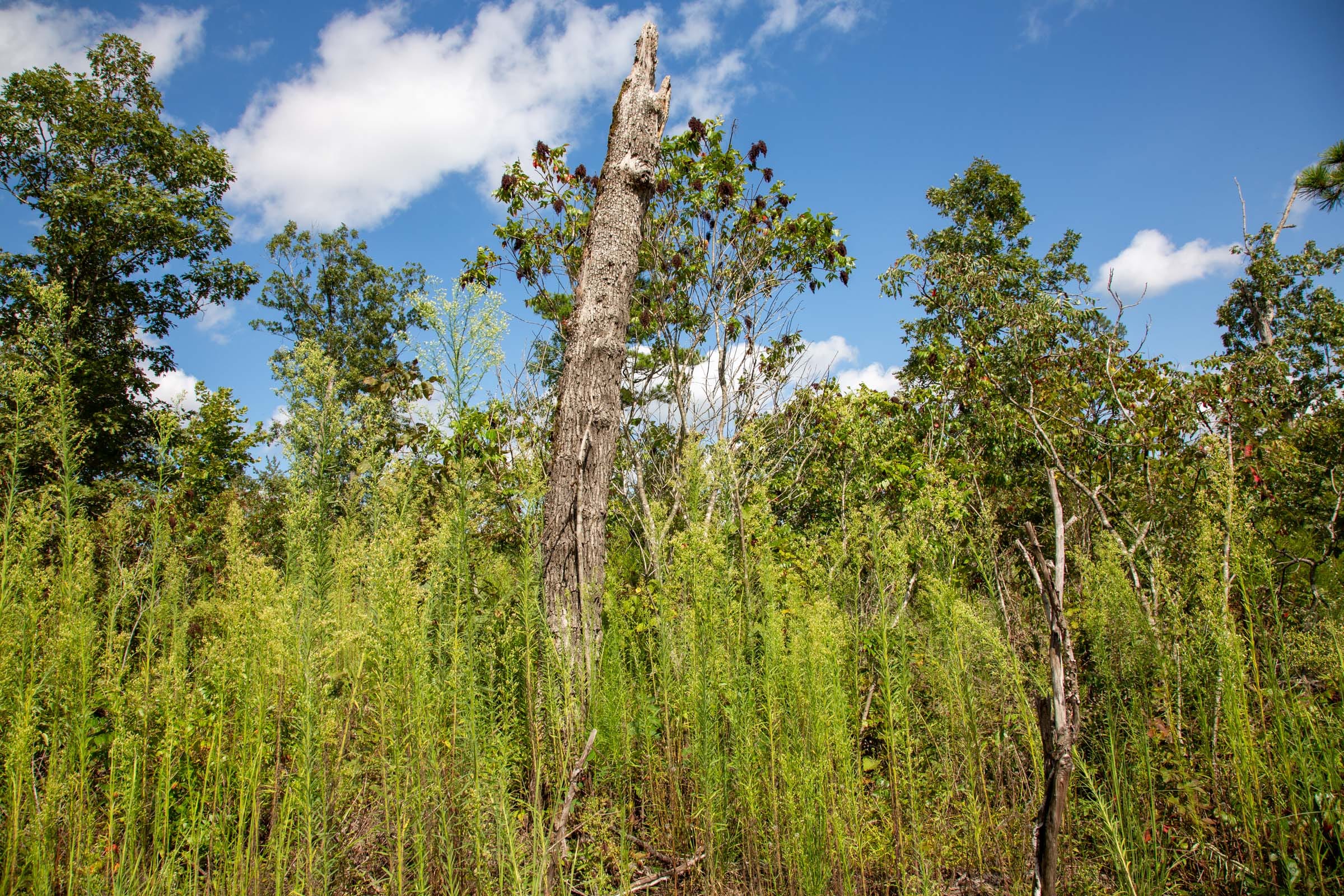 Borgmann’s Hollow Phase II Tract 60 photo 10