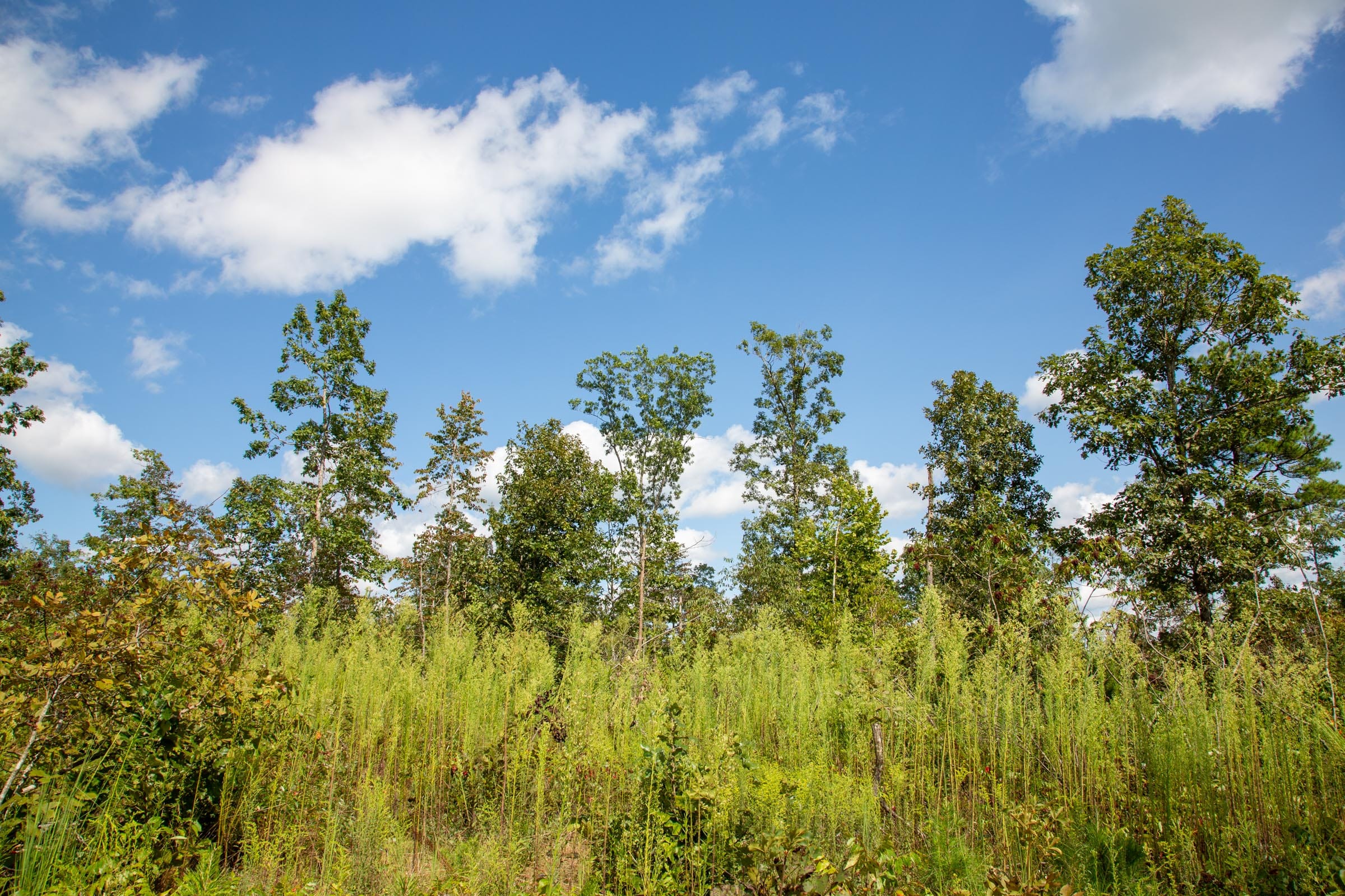 Borgmann’s Hollow Phase II Tract 60 photo 11
