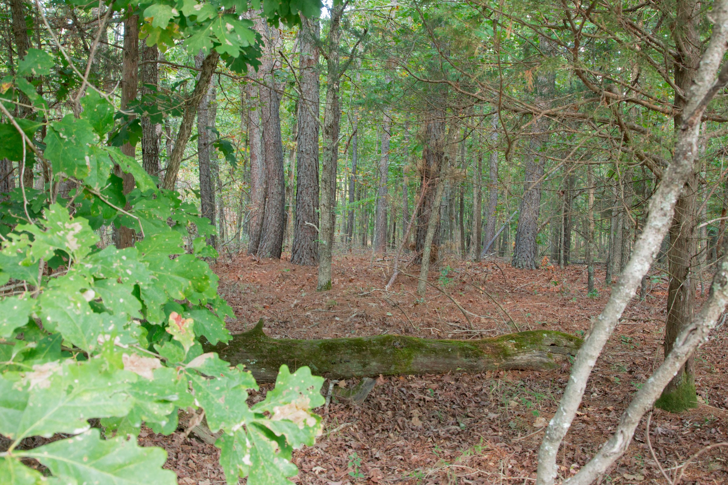 Wagon Wheel Ranch Tract 1 photo 3