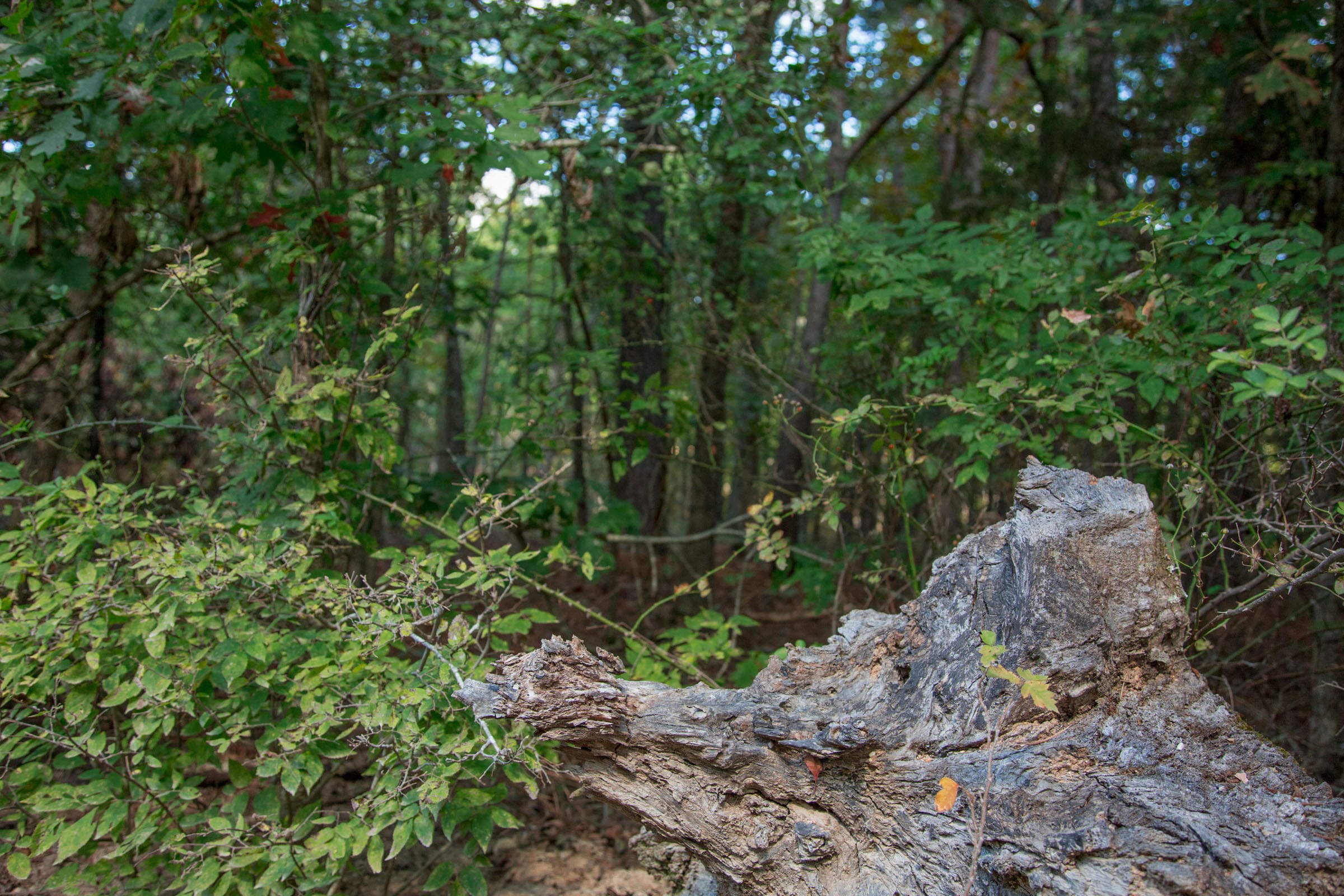 Wagon Wheel Ranch Tract 1 photo 4