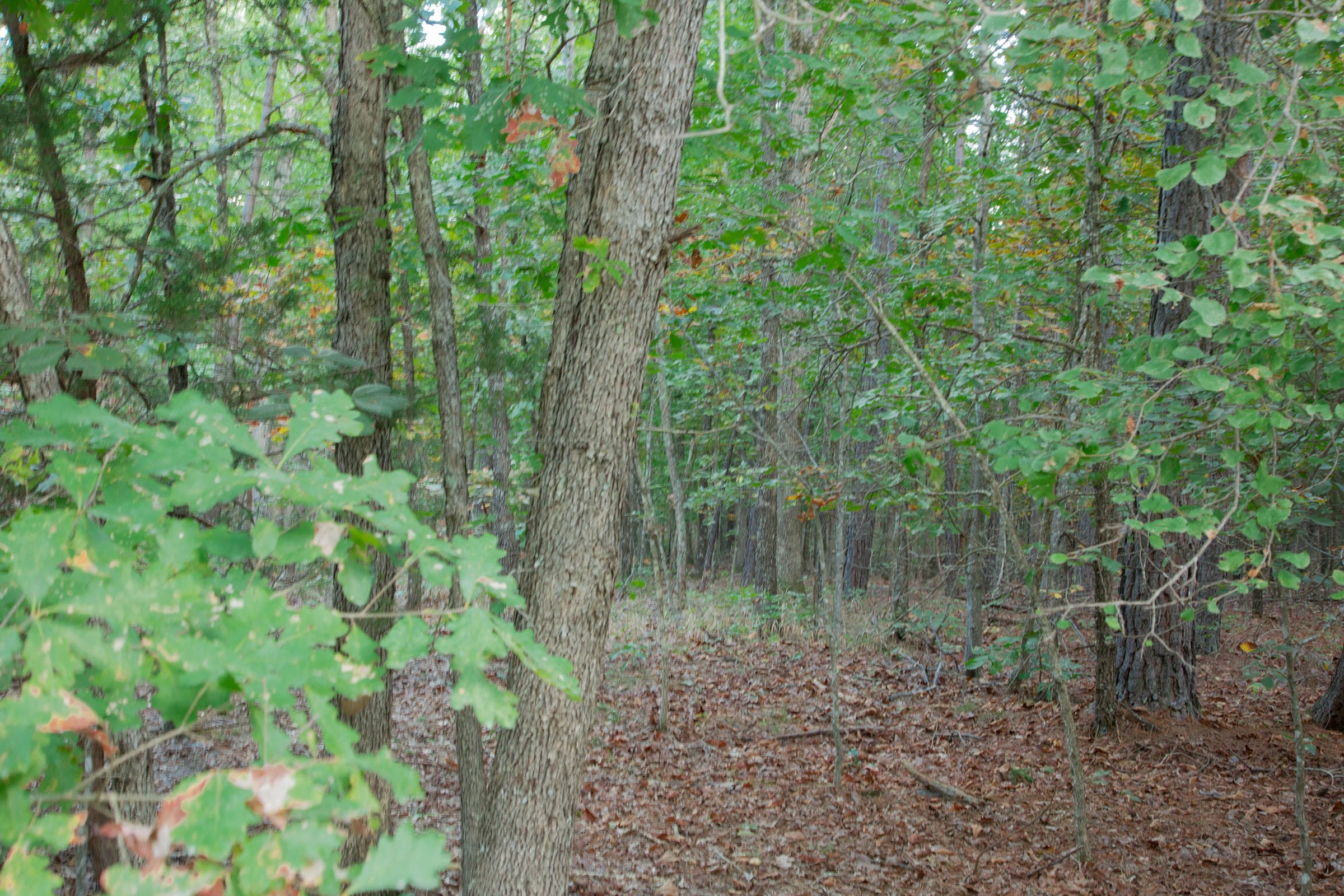 Wagon Wheel Ranch Tract 1 photo 5