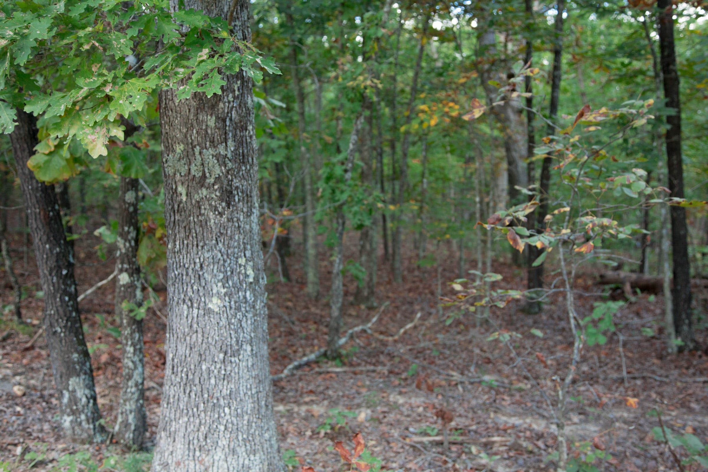 Wagon Wheel Ranch Tract 1 photo 8
