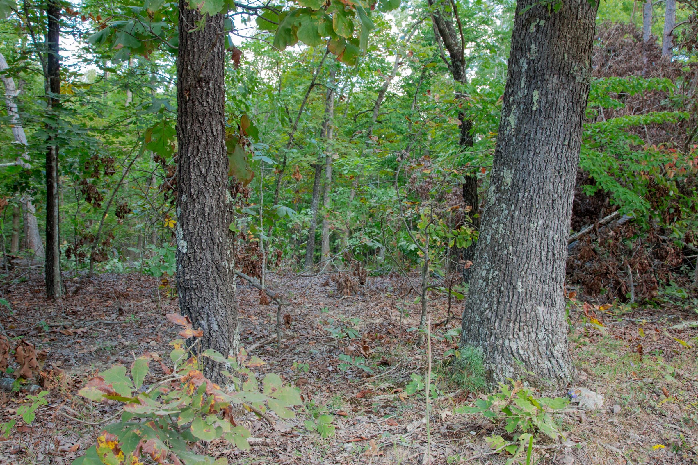 Wagon Wheel Ranch Tract 1 photo 9