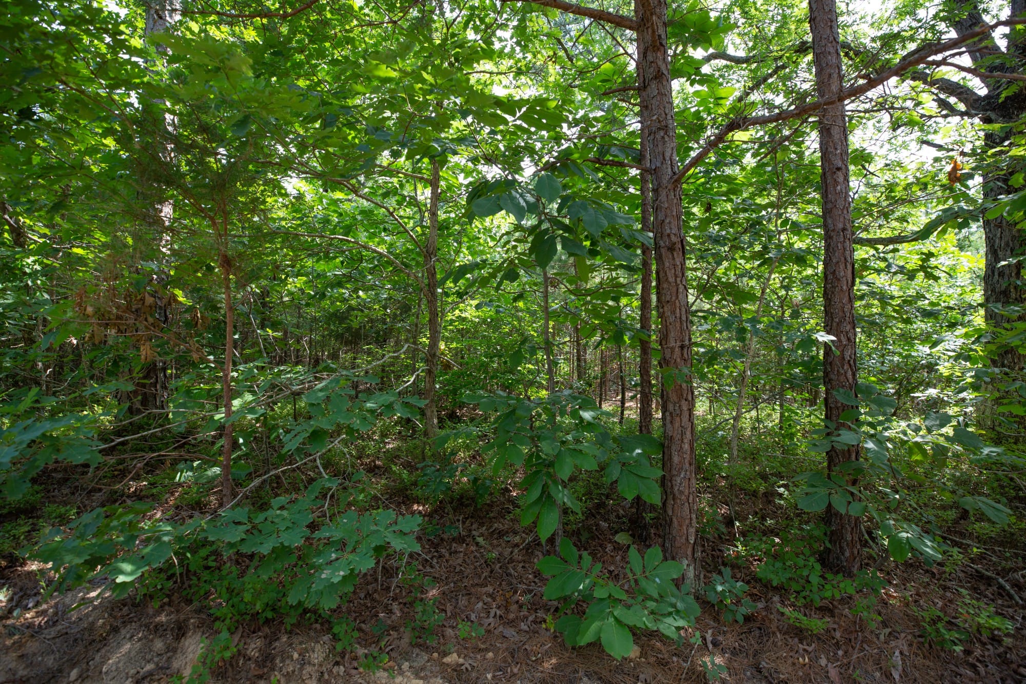 Eagle’s Nest Tract 32 photo 5