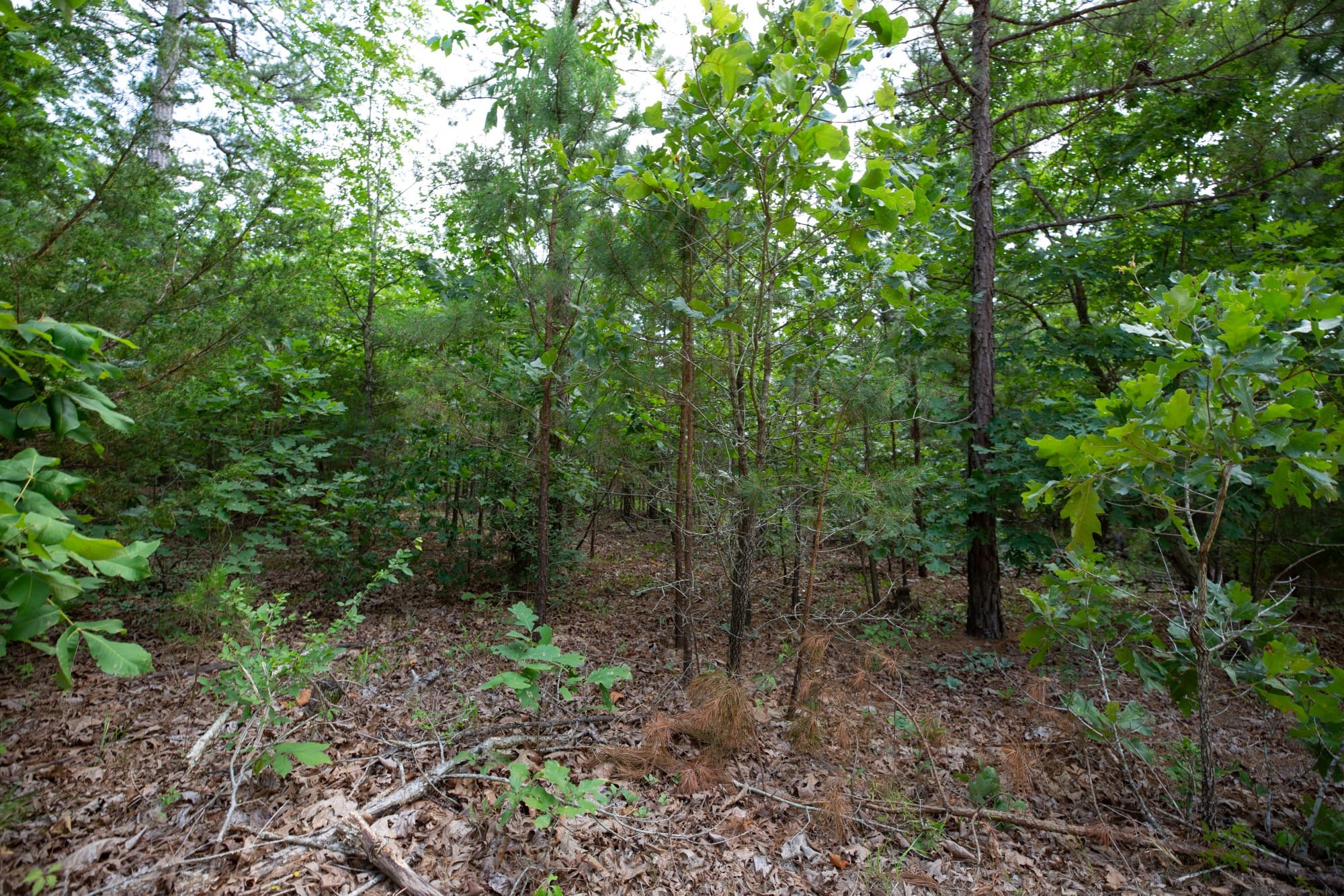 Eagle’s Nest Tract 32 photo 6