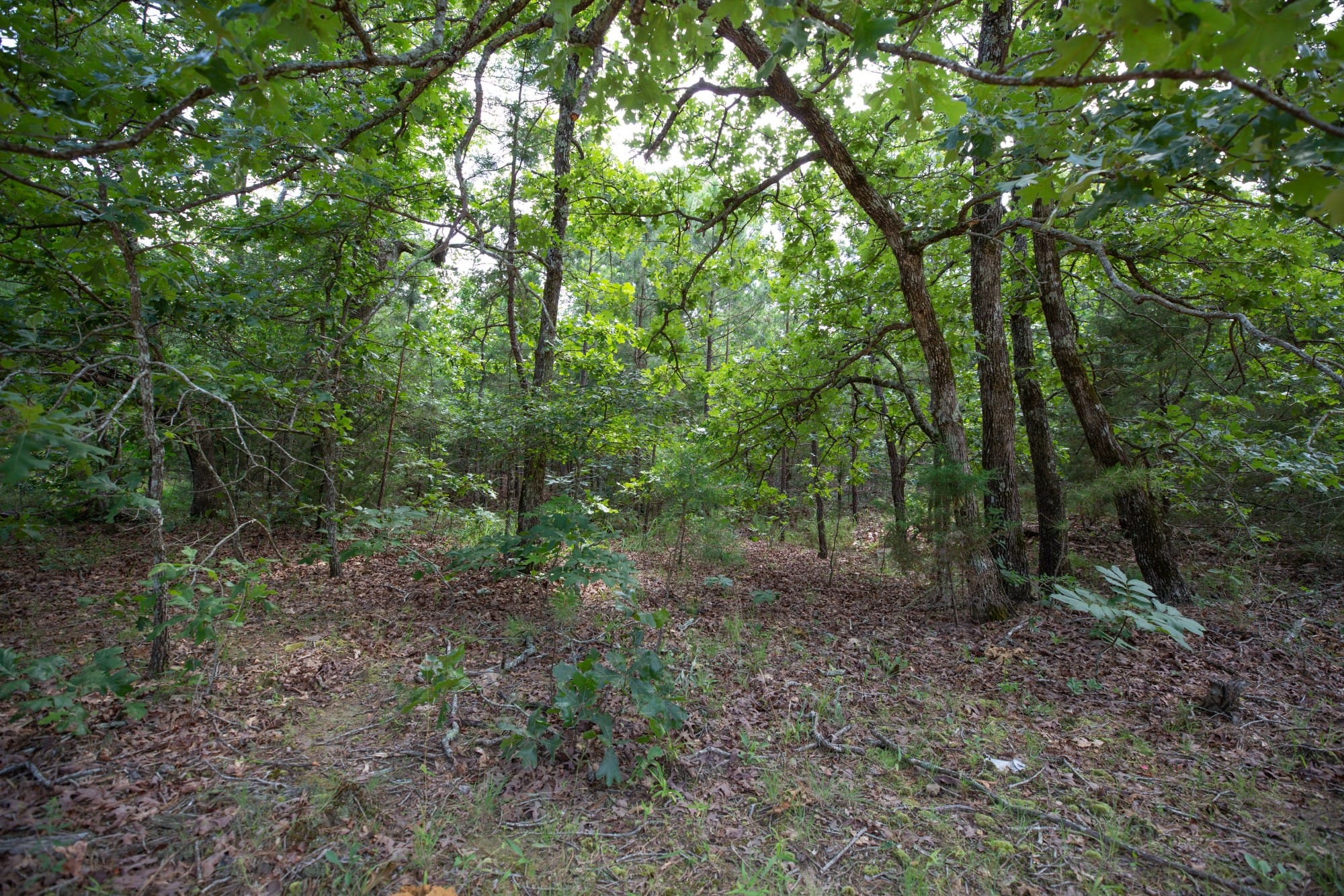 Eagle’s Nest Tract 32 photo 8