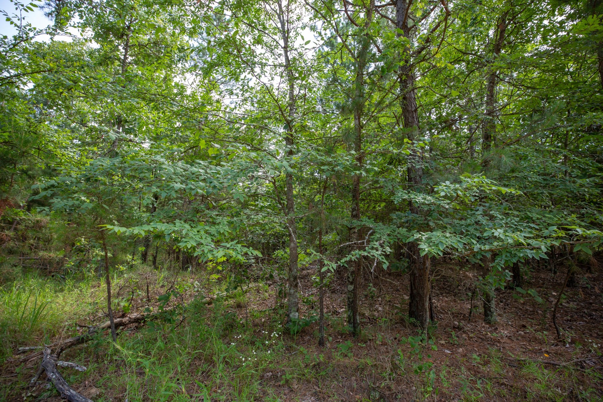 Eagle’s Nest Tract 32 photo 11