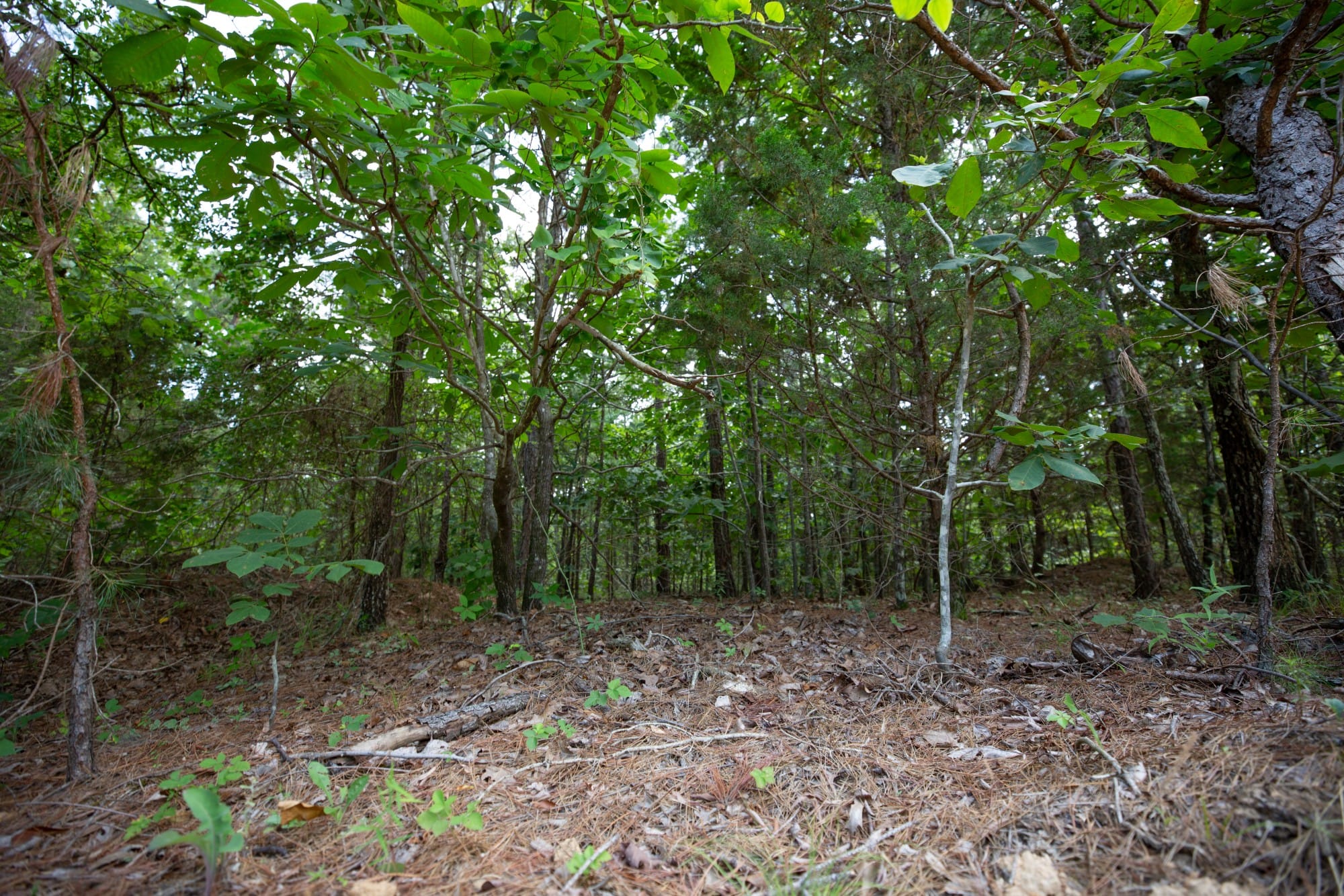 Eagle’s Nest Tract 32 photo 12