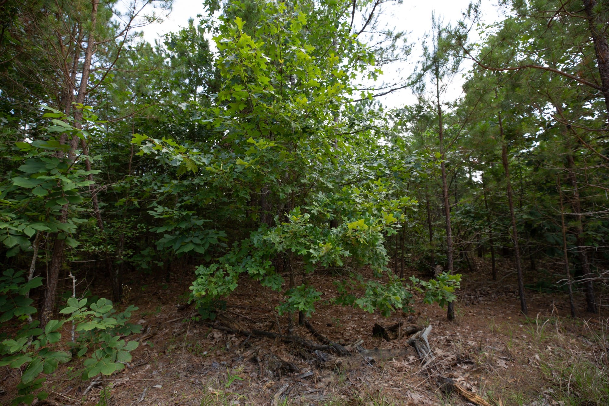 Eagle’s Nest Tract 32 photo 13