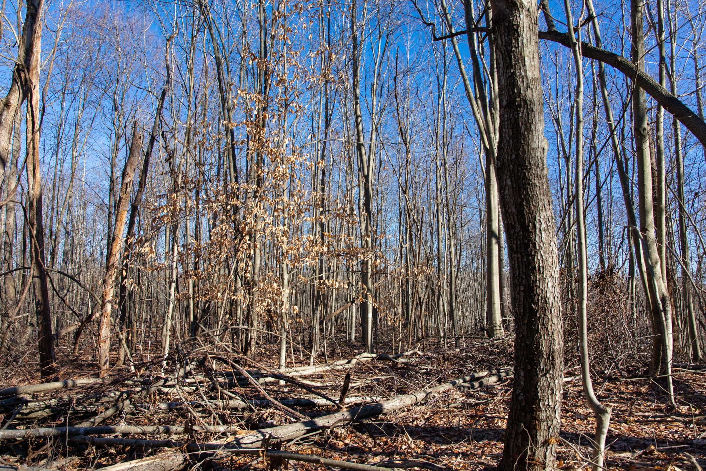 Blackstone Mountain Phase I Tract 47 photo 8