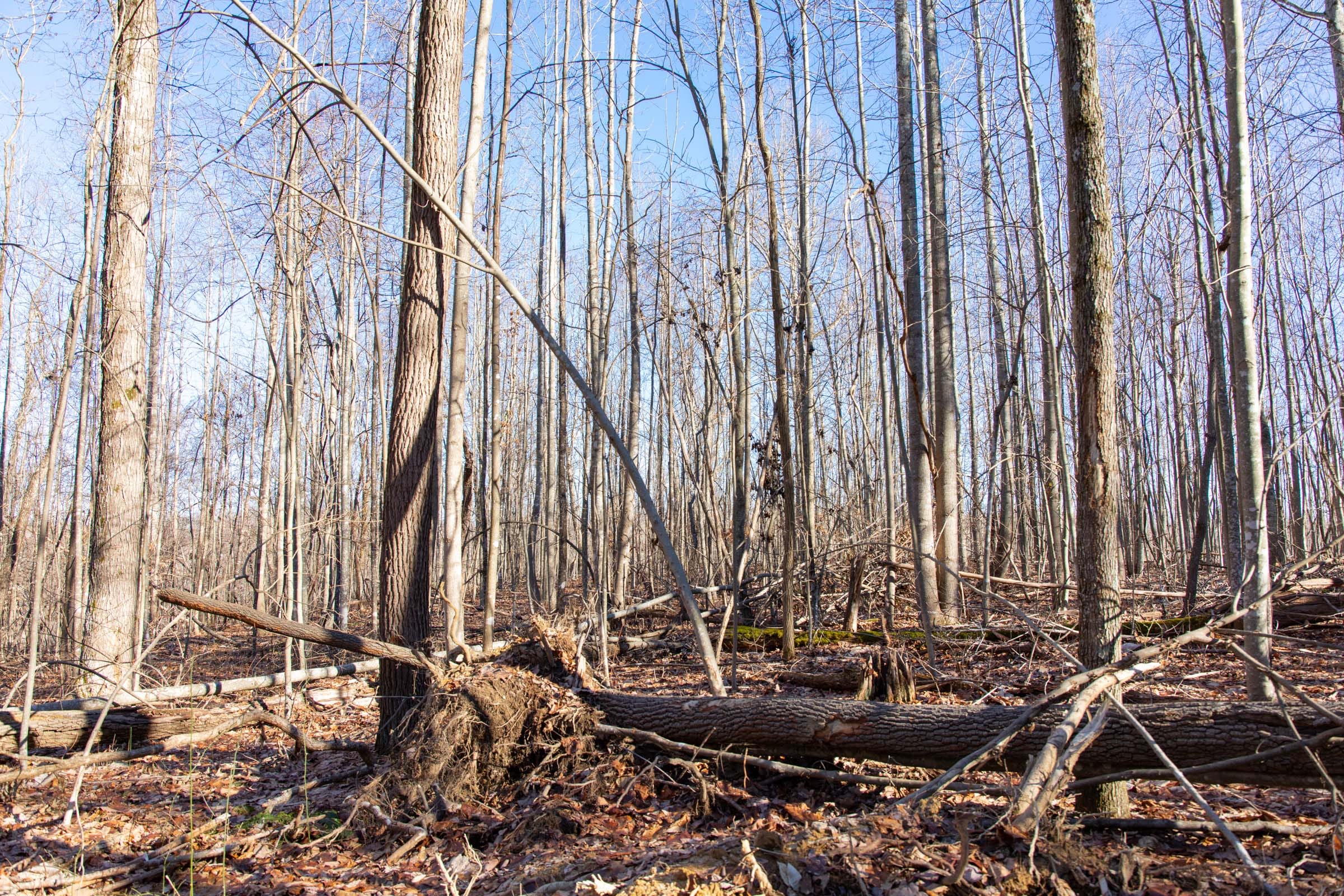 Blackstone Mountain Phase I Tract 47 photo 9