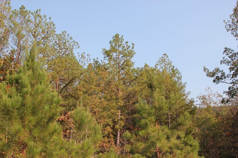 Lake View Ranch Tract 23 photo 4