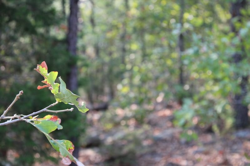 Lake View Ranch Tract 23 photo 6