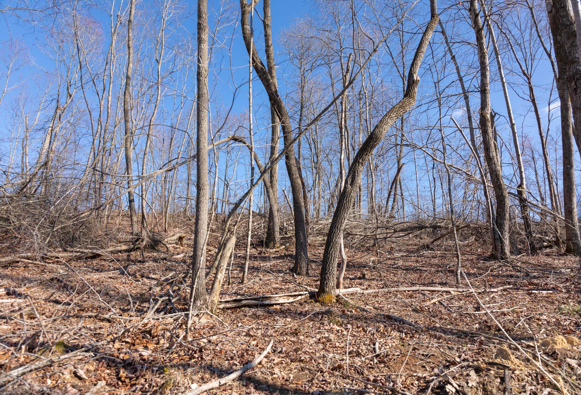 Creek Hollow Phase I Tract 19 photo 3