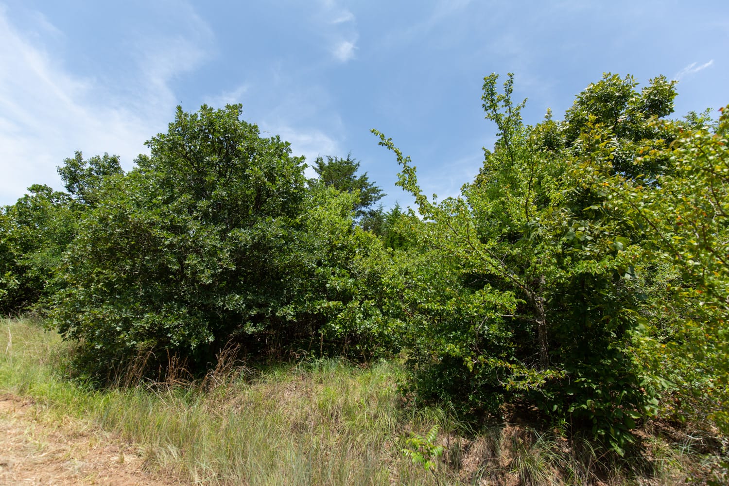 Timber Ridge Tract 51 photo 3