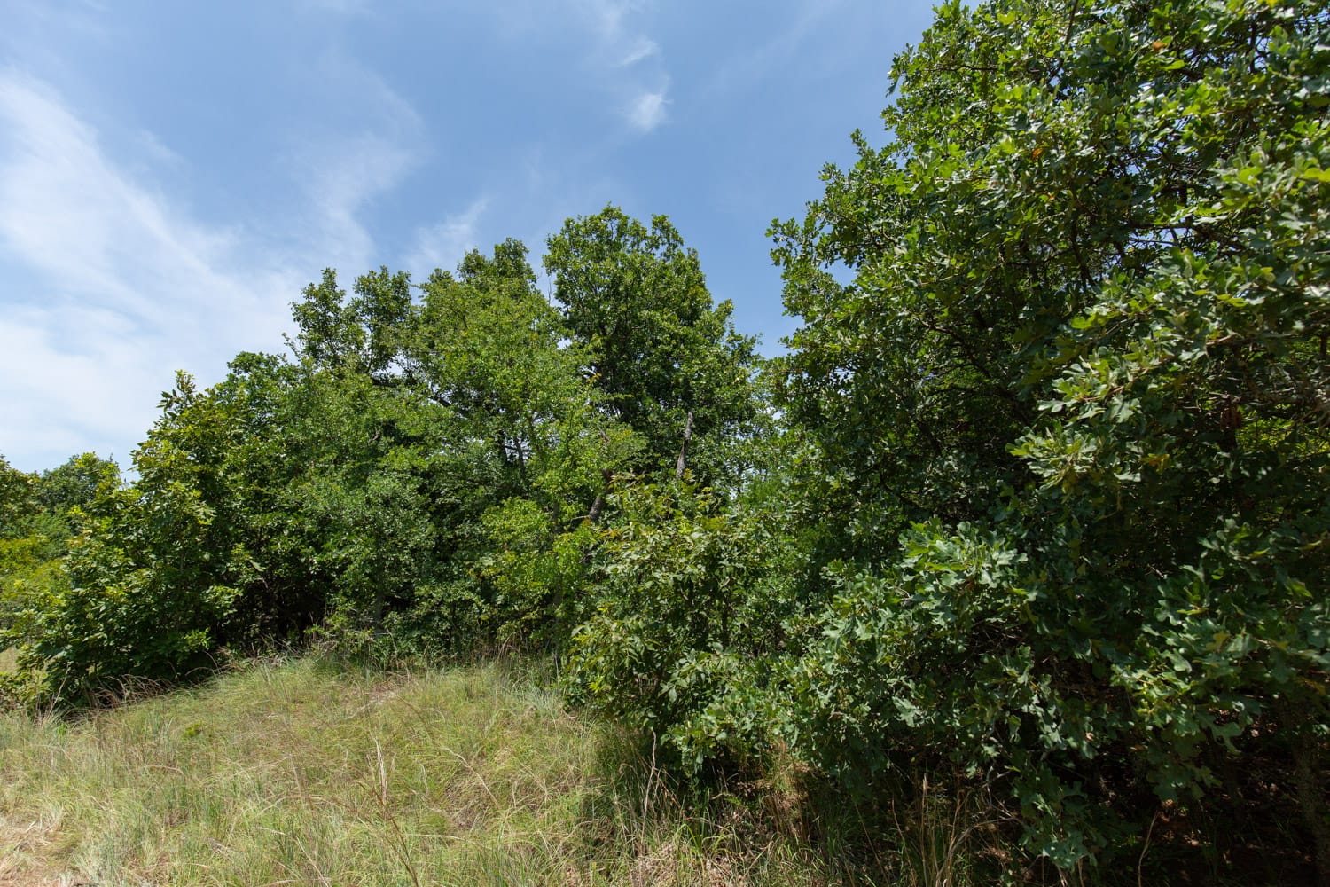 Timber Ridge Tract 51 photo 4