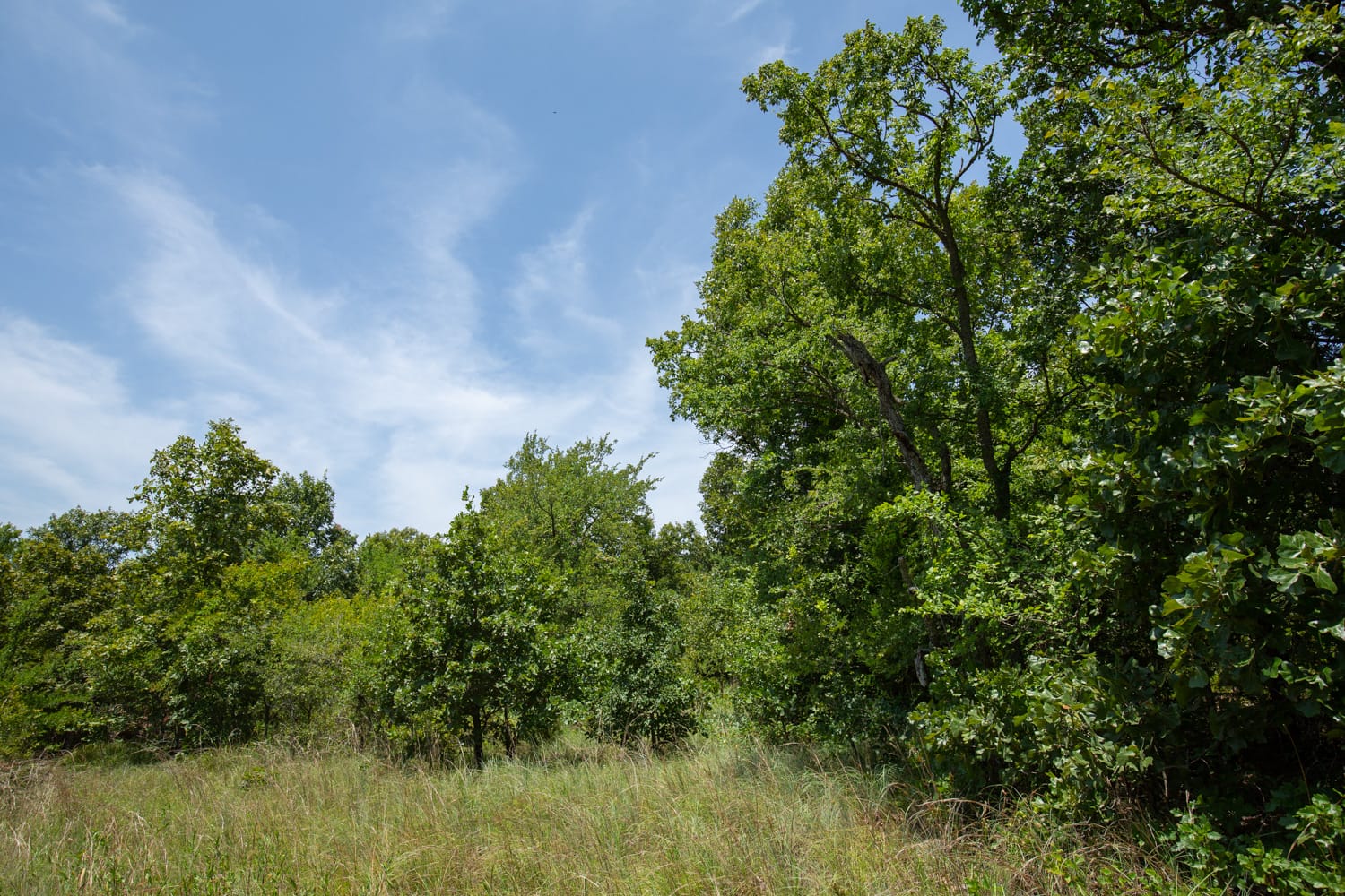 Timber Ridge Tract 51 photo 5