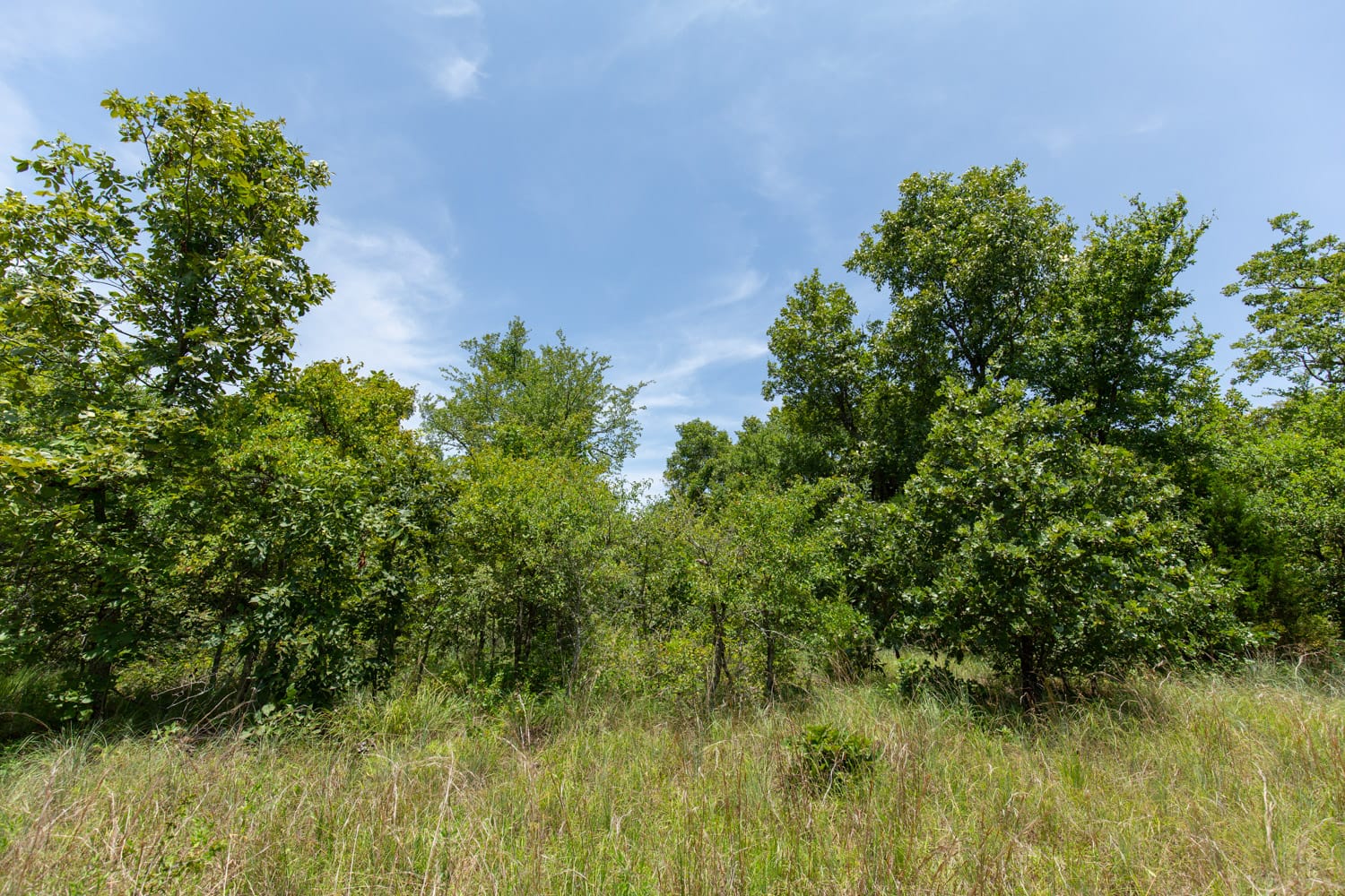 Timber Ridge Tract 51 photo 7