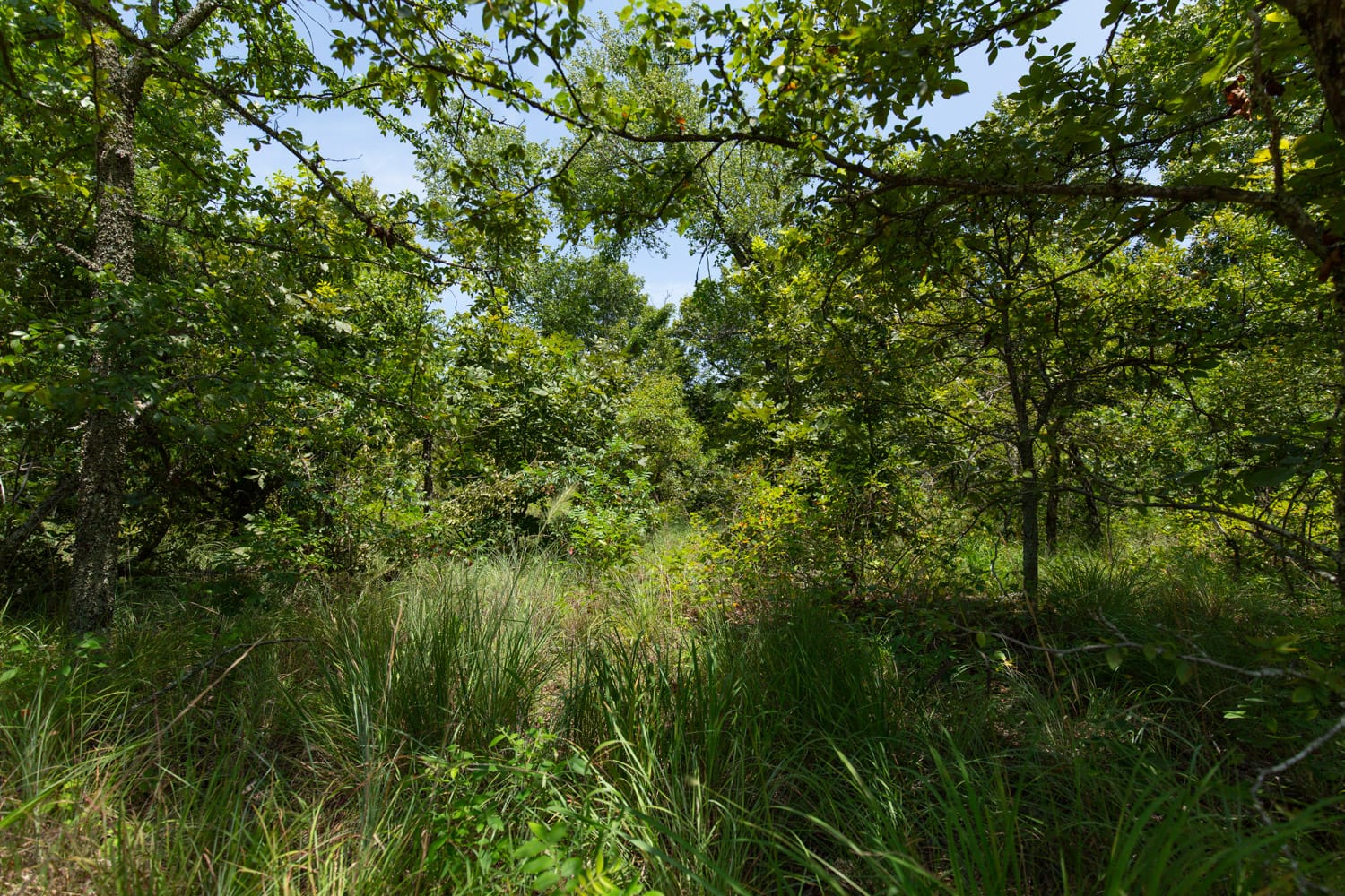 Timber Ridge Tract 51 photo 6