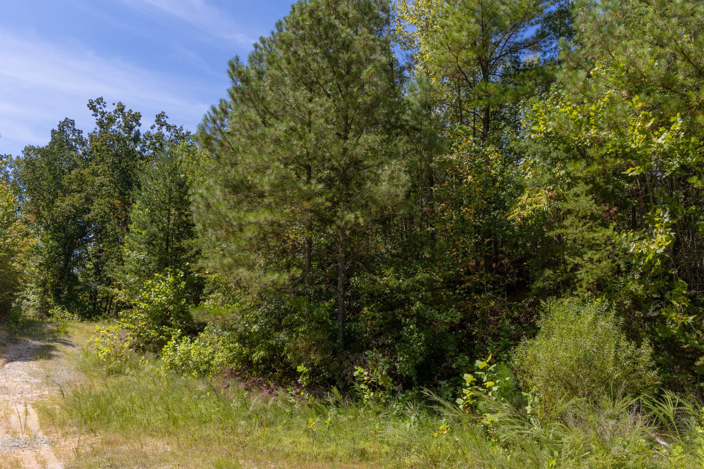 Big White Oak Tract 29 photo 3