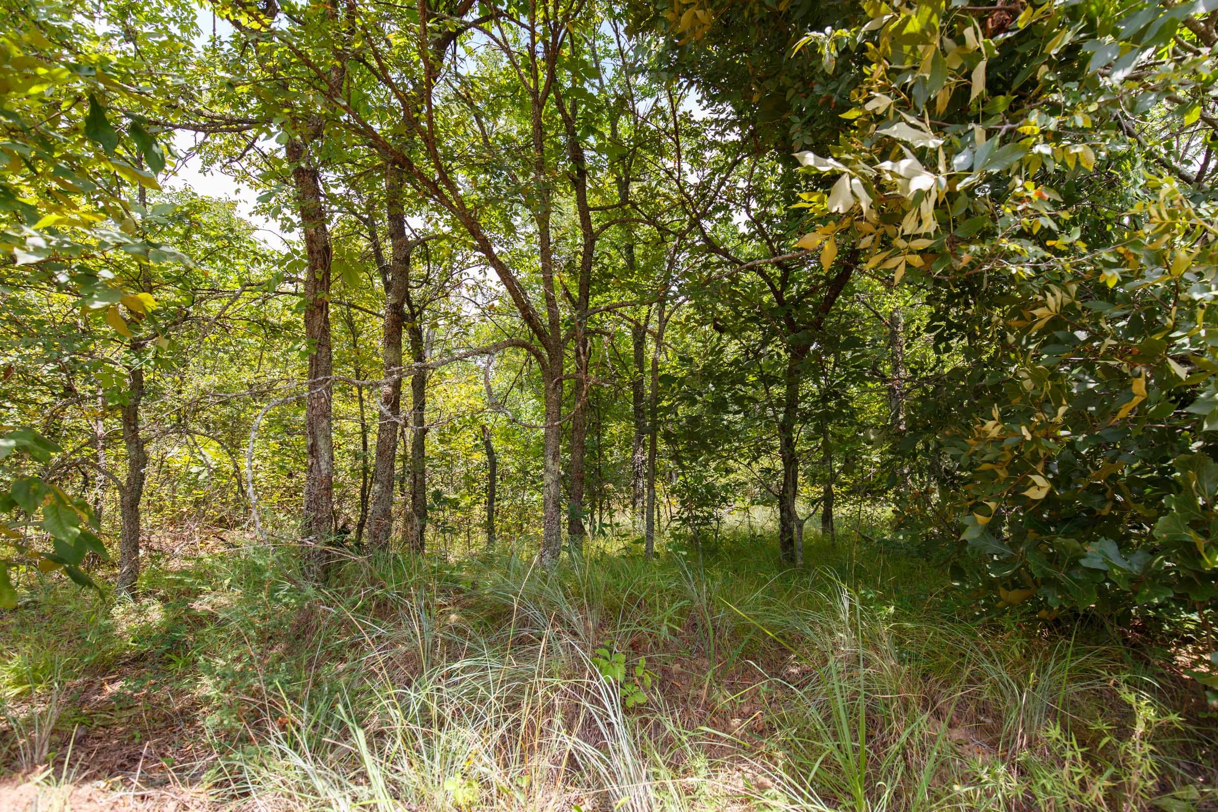 Timber Ridge Tract 10 photo 2