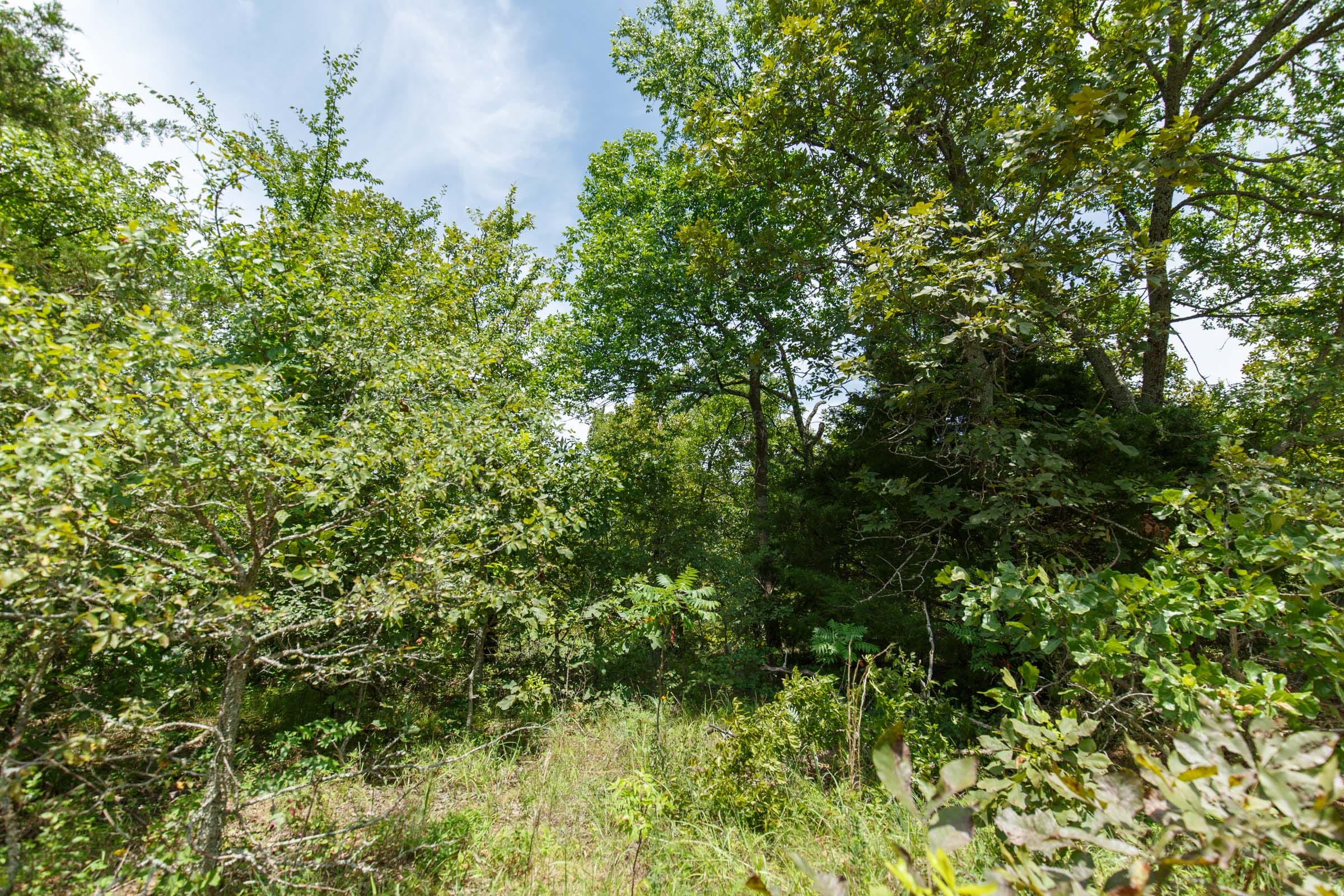 Timber Ridge Tract 10 photo 5