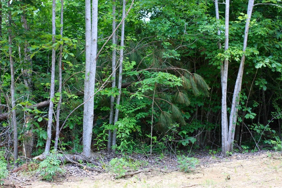 Bluebird Ranch Tract 9 photo 5