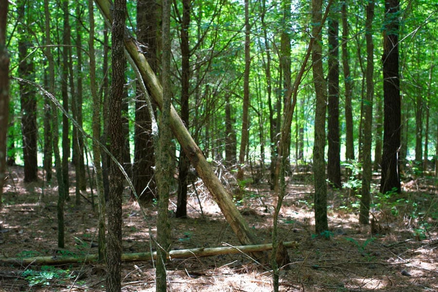 Bluebird Ranch Tract 9 photo 15