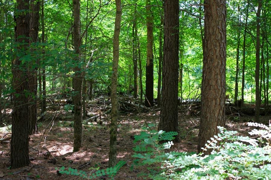 Bluebird Ranch Tract 9 photo 18
