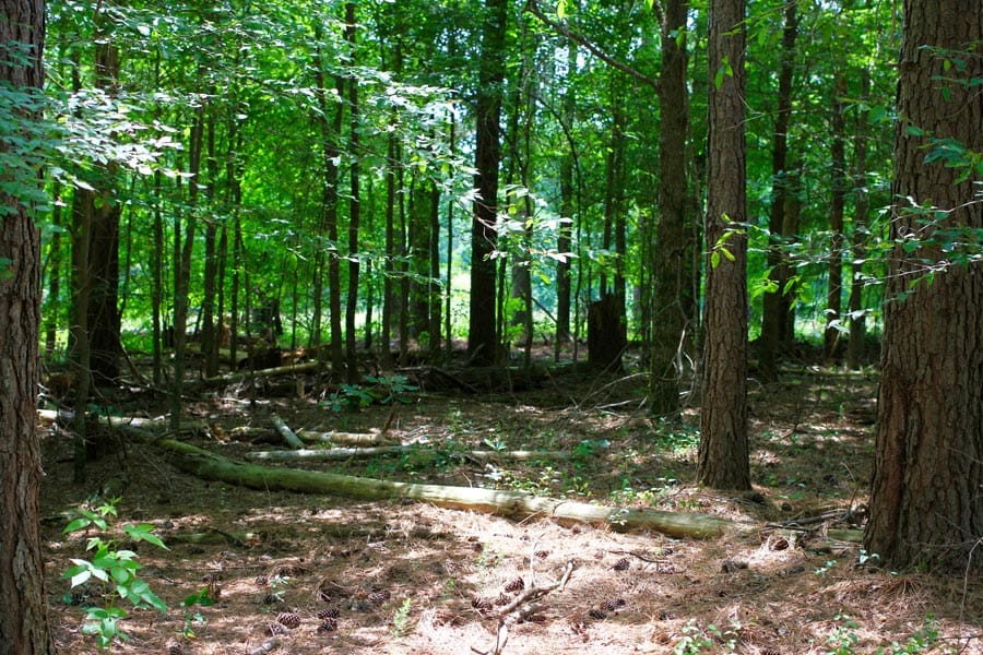 Bluebird Ranch Tract 9 photo 19