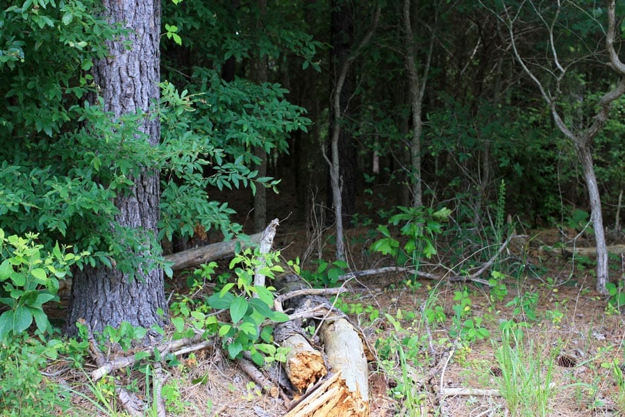 Bluebird Ranch Tract 9 photo 27