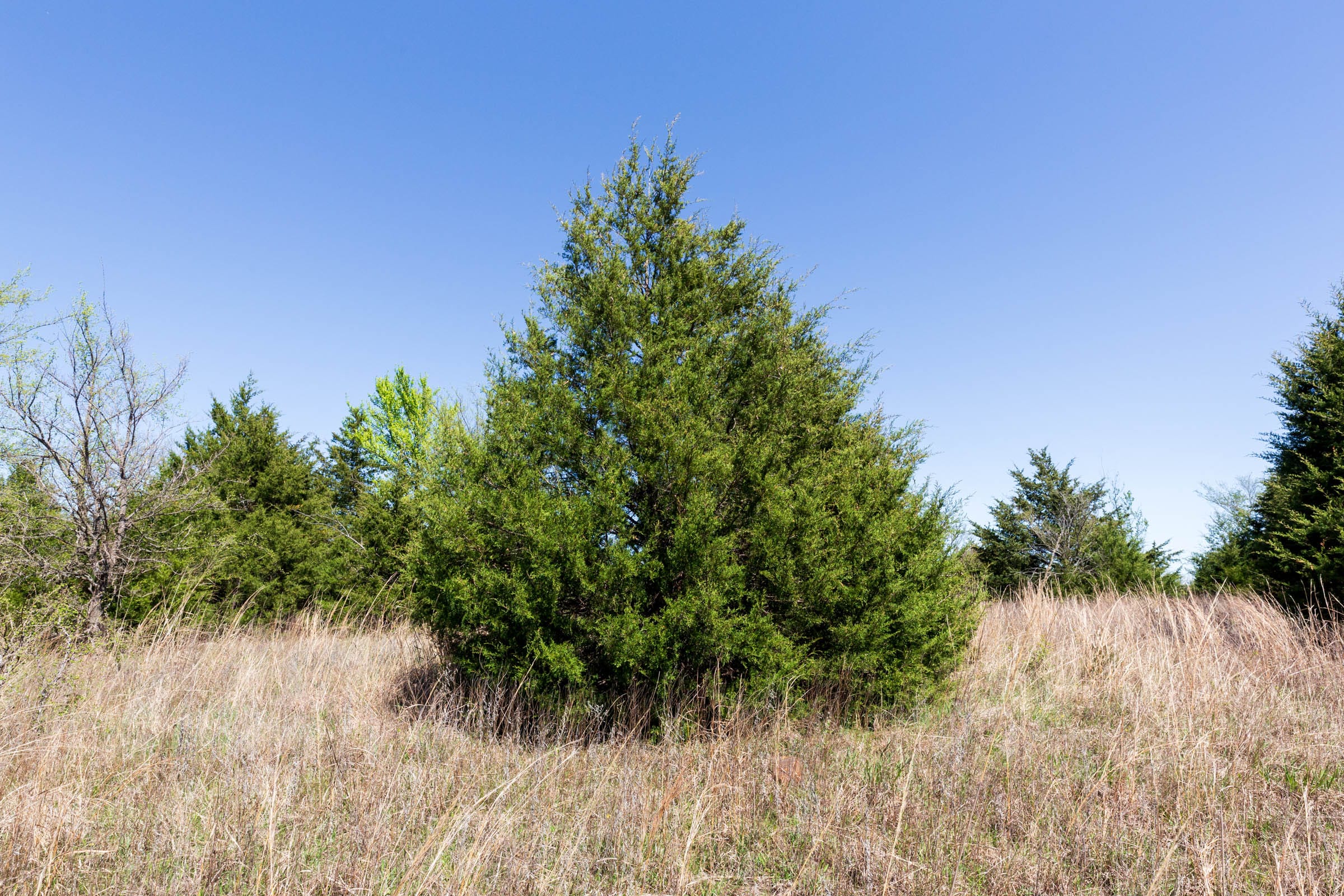 Prairie Grove Tract 12 photo 15