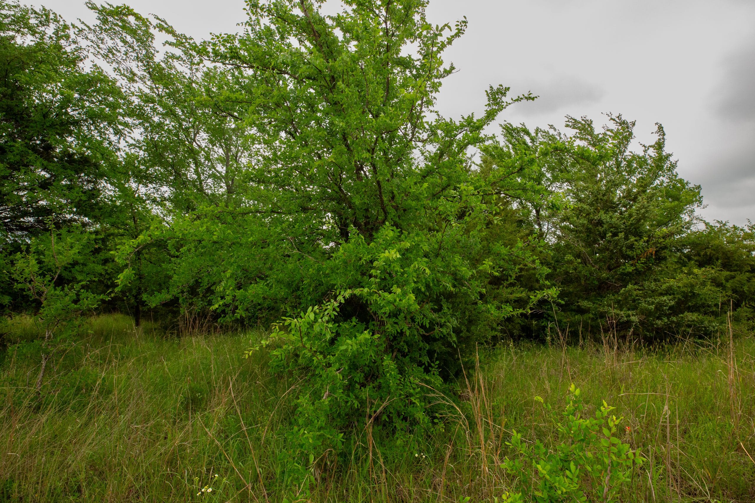 Prairie Grove Tract 12 photo 21