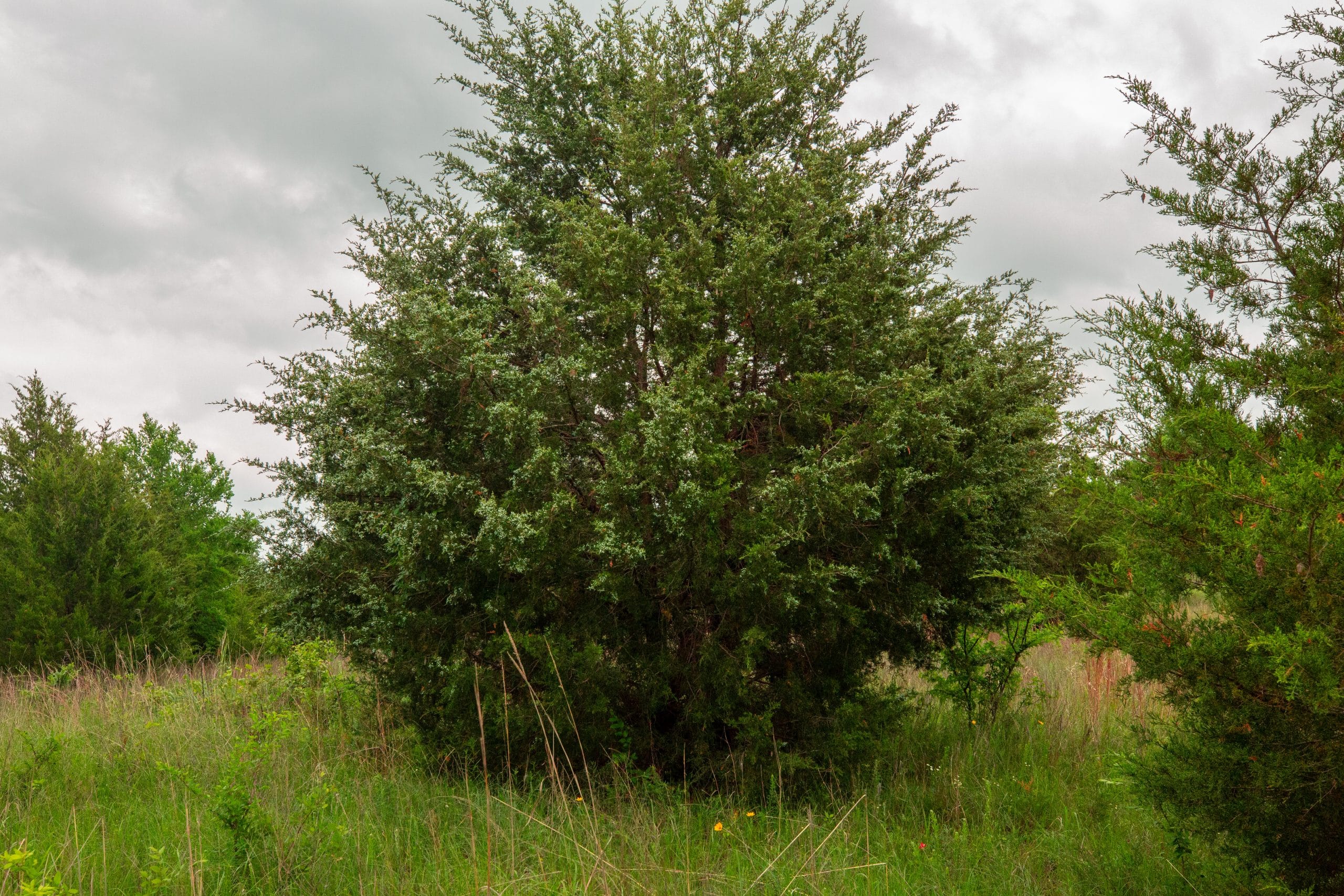 Prairie Grove Tract 12 photo 4