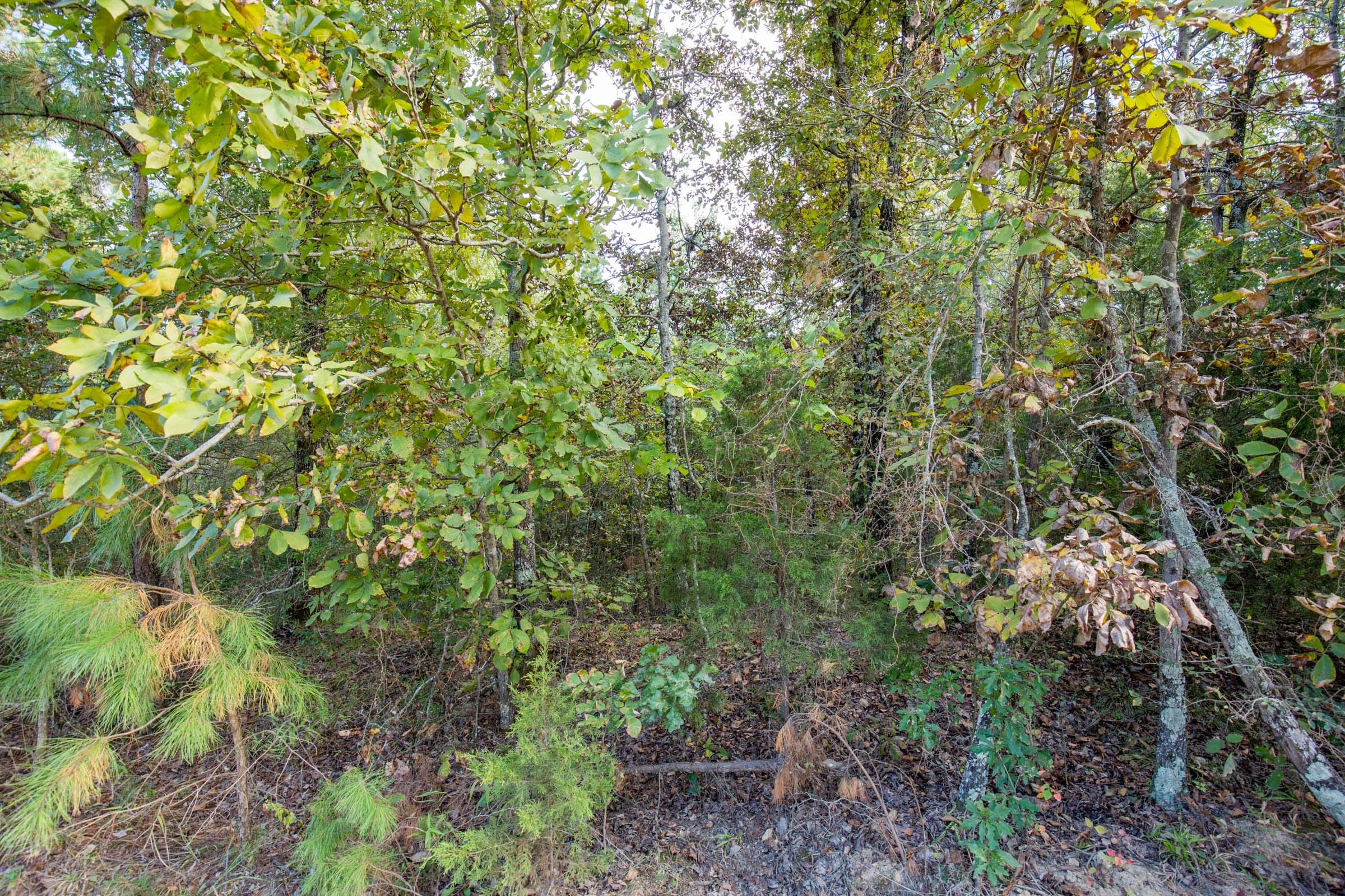 Stone Bridge Phase I Tract 39 photo 7