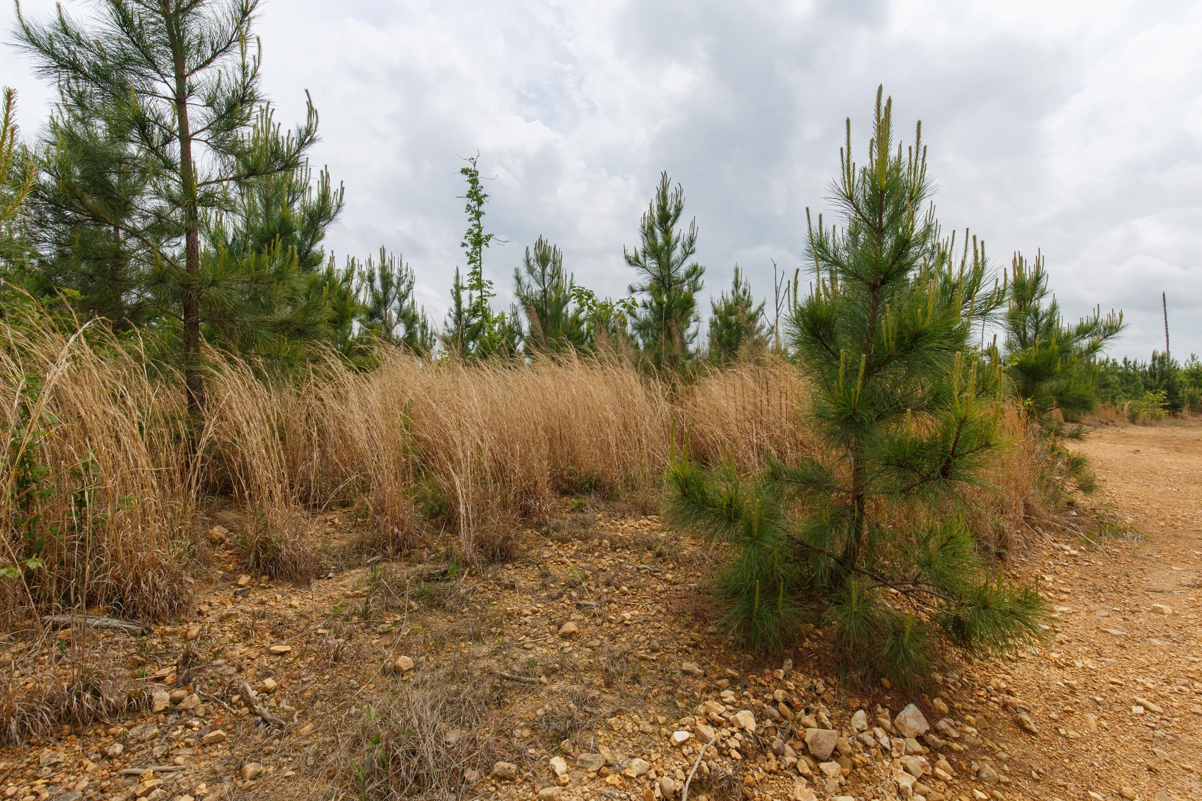 Red Barn Ranch Tract 48 photo 2