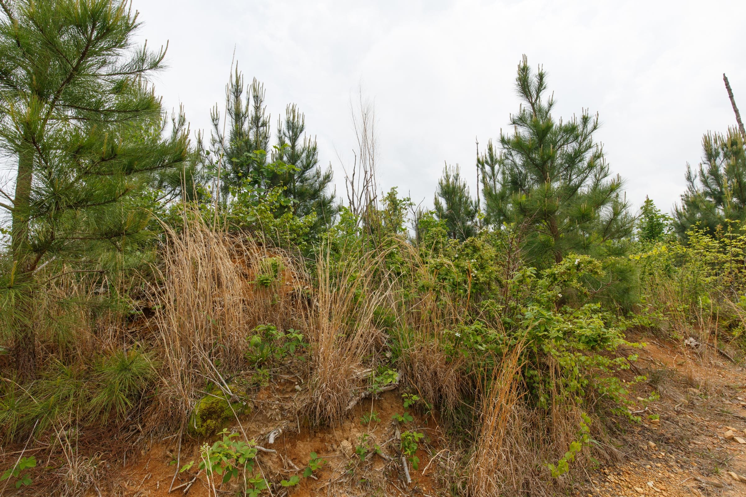 Red Barn Ranch Tract 48 photo 9