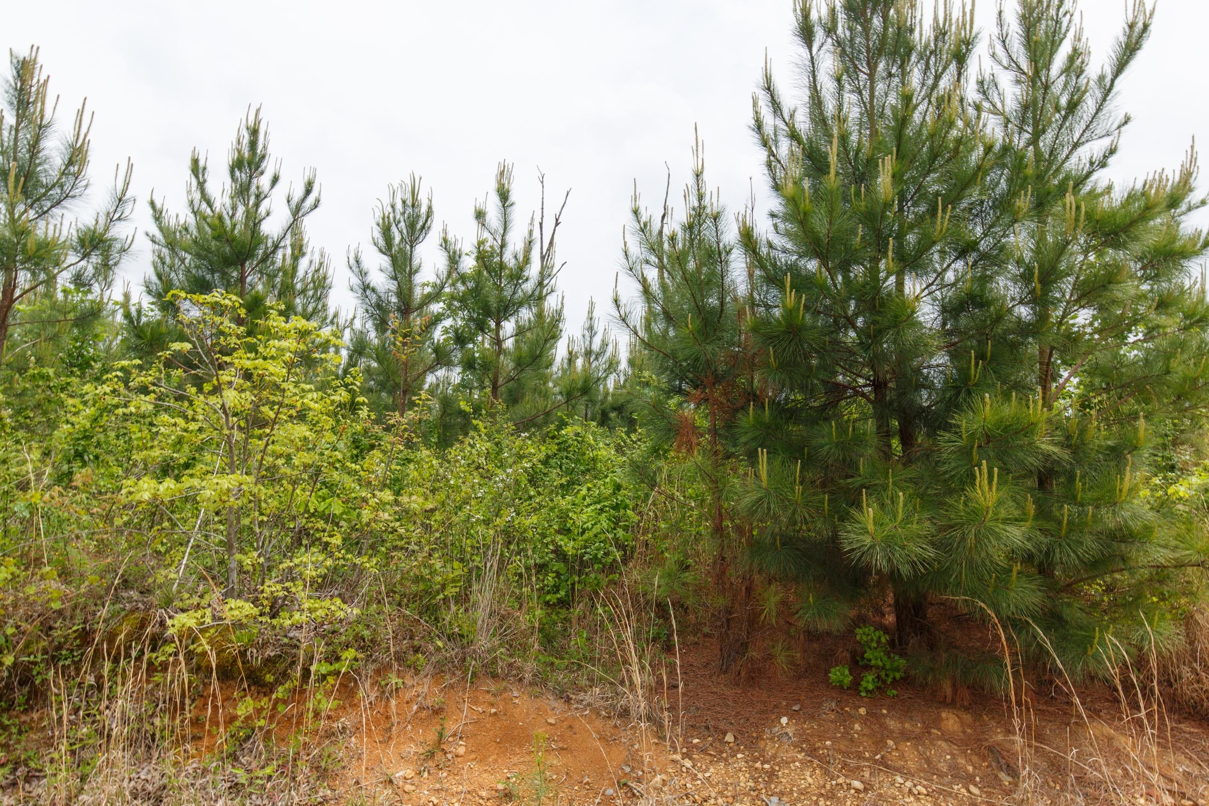 Red Barn Ranch Tract 48 photo 10