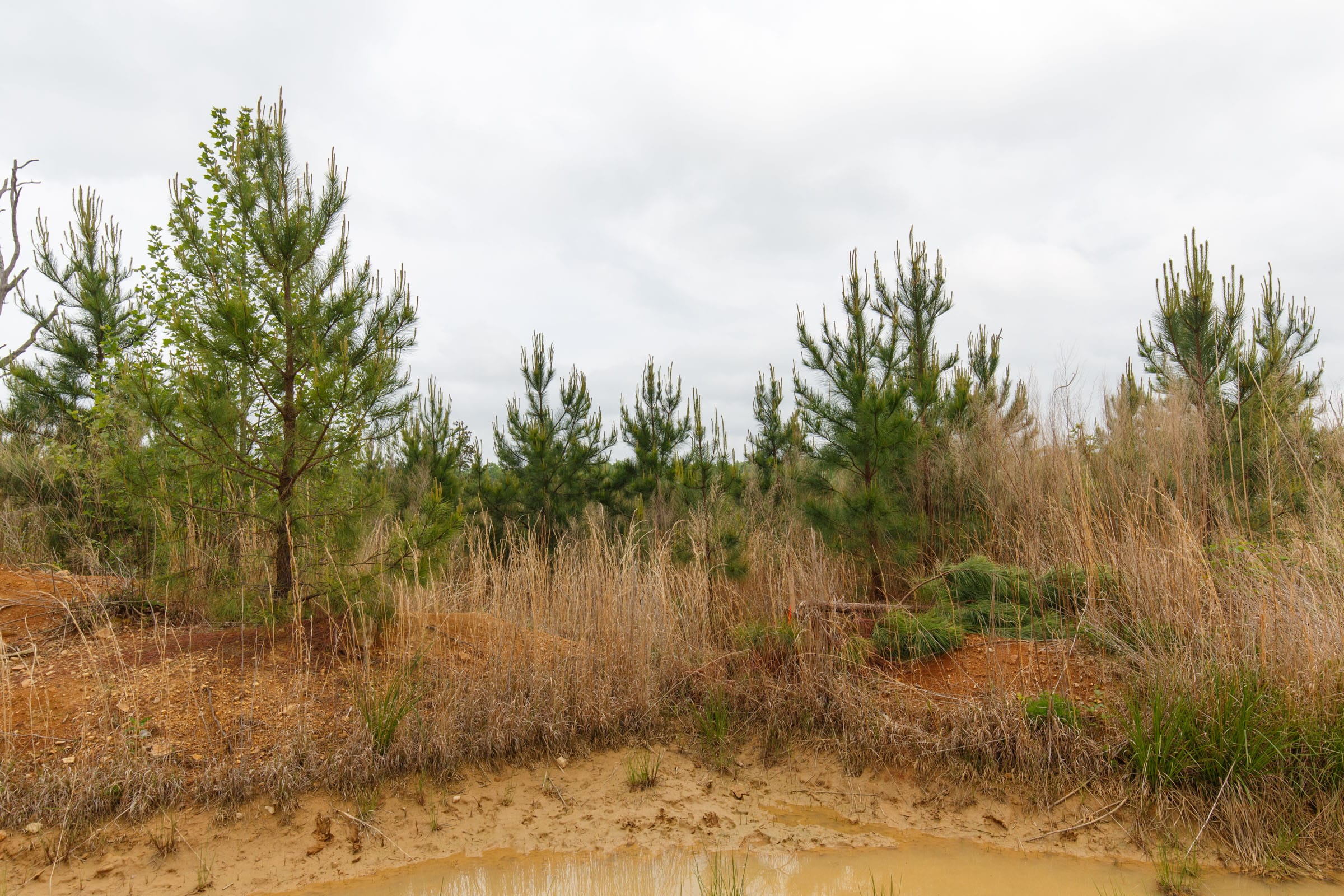 Red Barn Ranch Tract 48 photo 11
